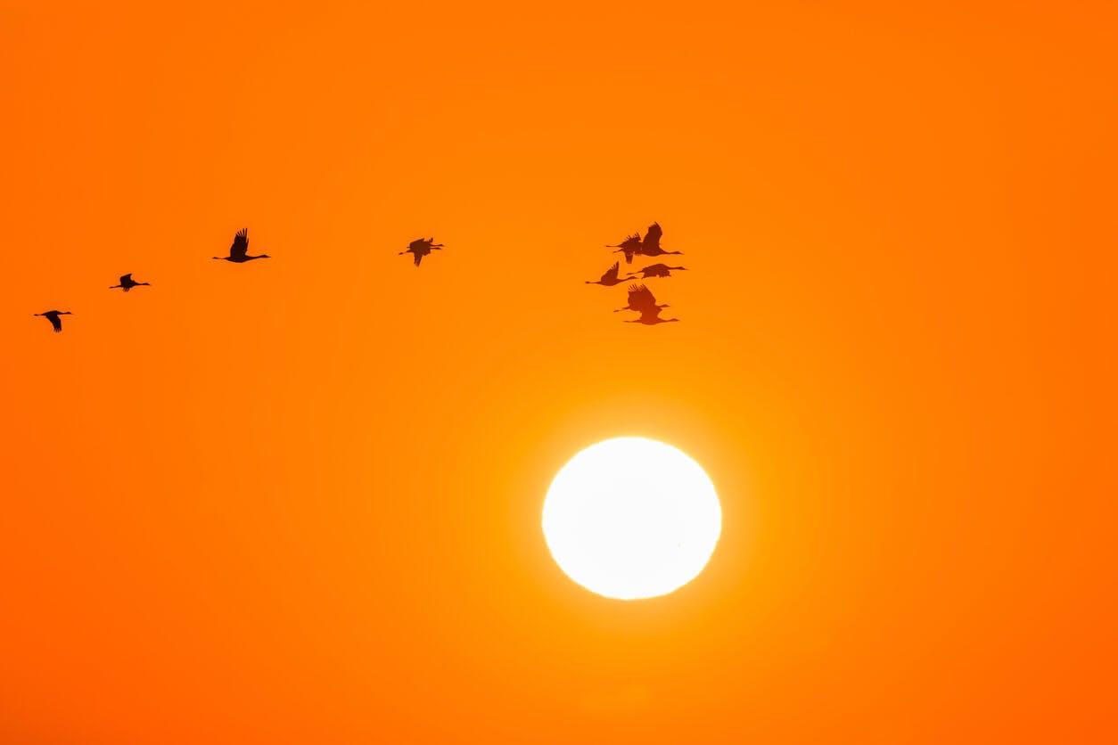 grupo de pássaros voando ao por do sol