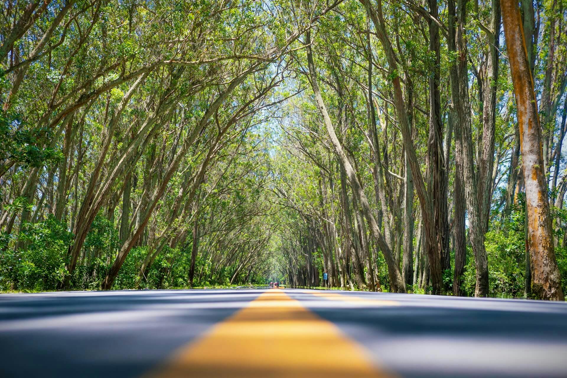 Área Verde, baixa emissão de carbono