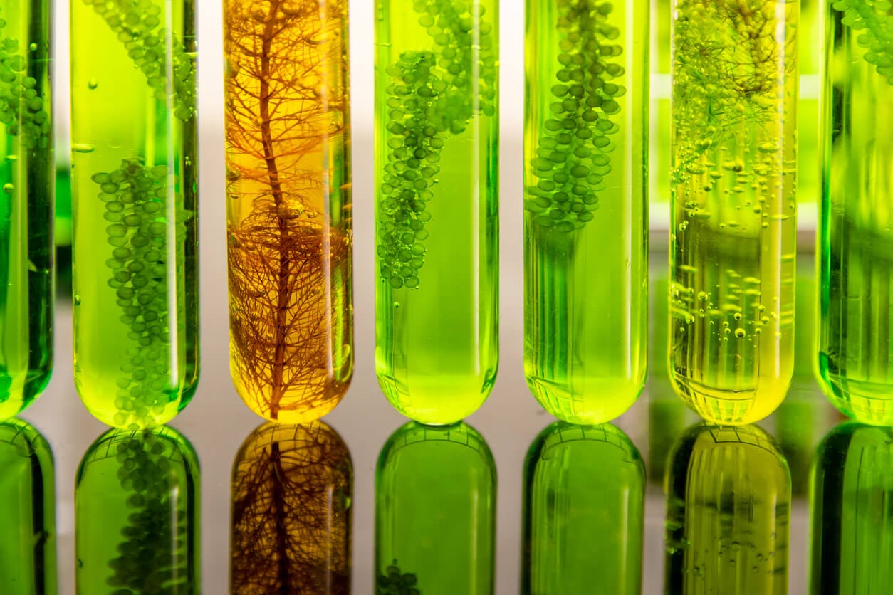 O biocombustível de algas