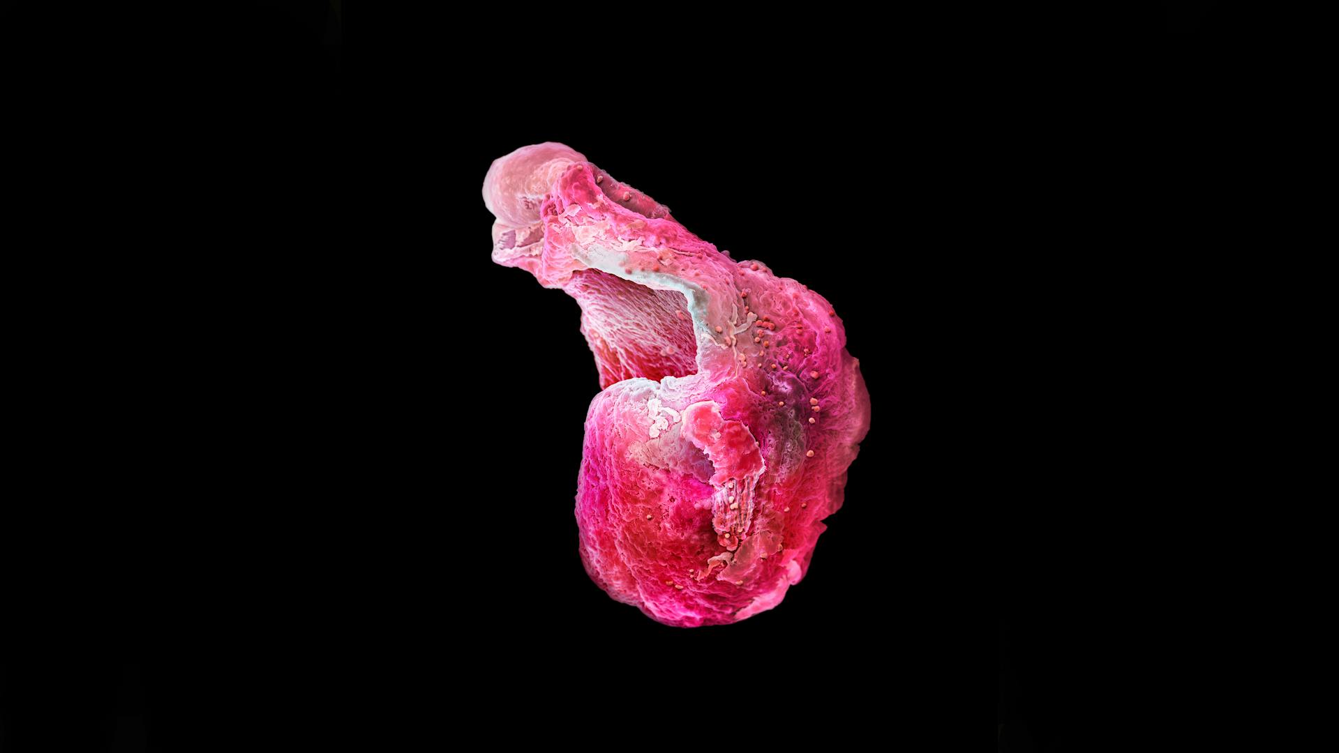 Hand-colored scanning electron micrograph (SEM) of heart muscles by Martin Oeggerli (Micronaut).