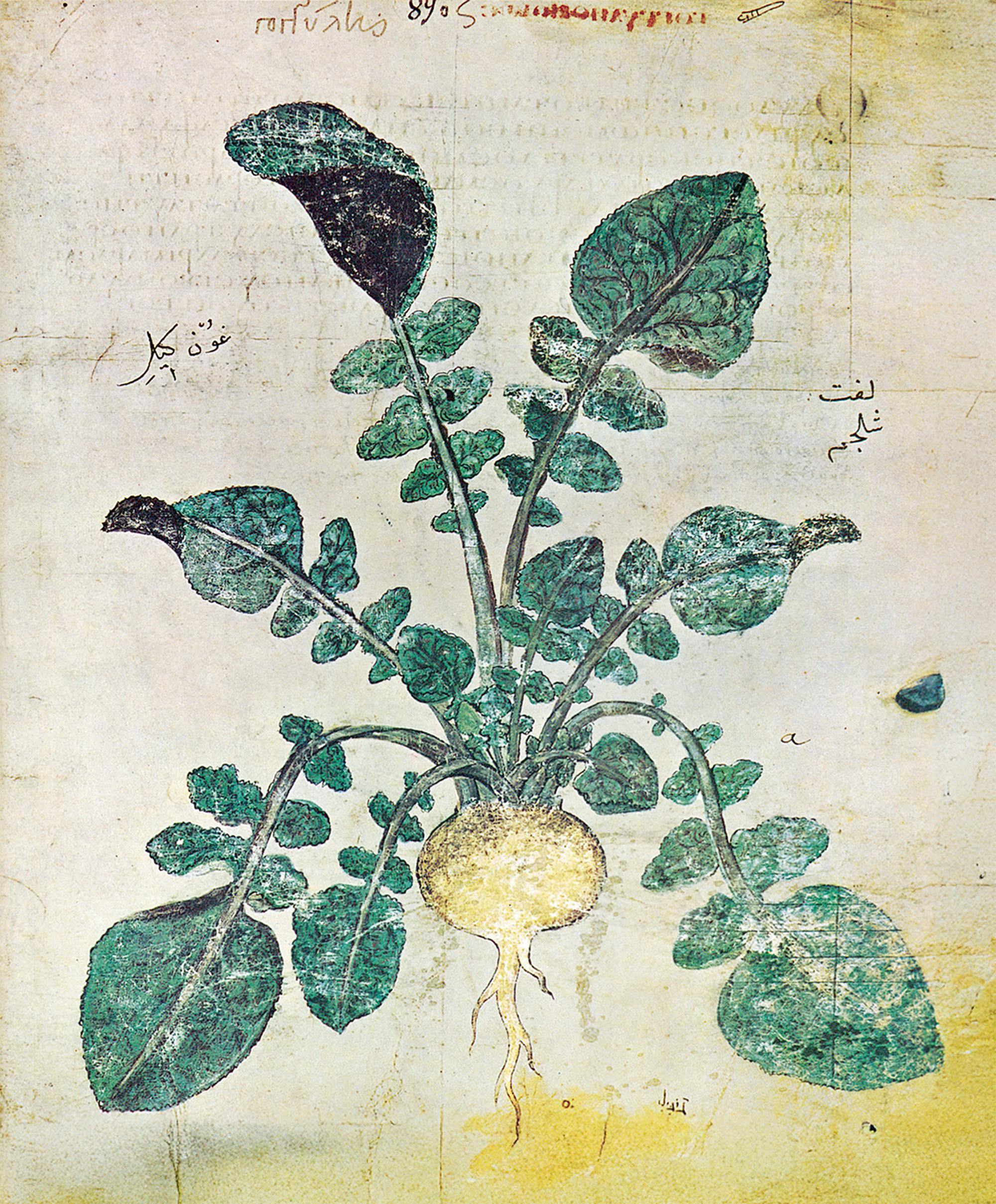 Speiserübe aus dem Wiener Dioscurides.