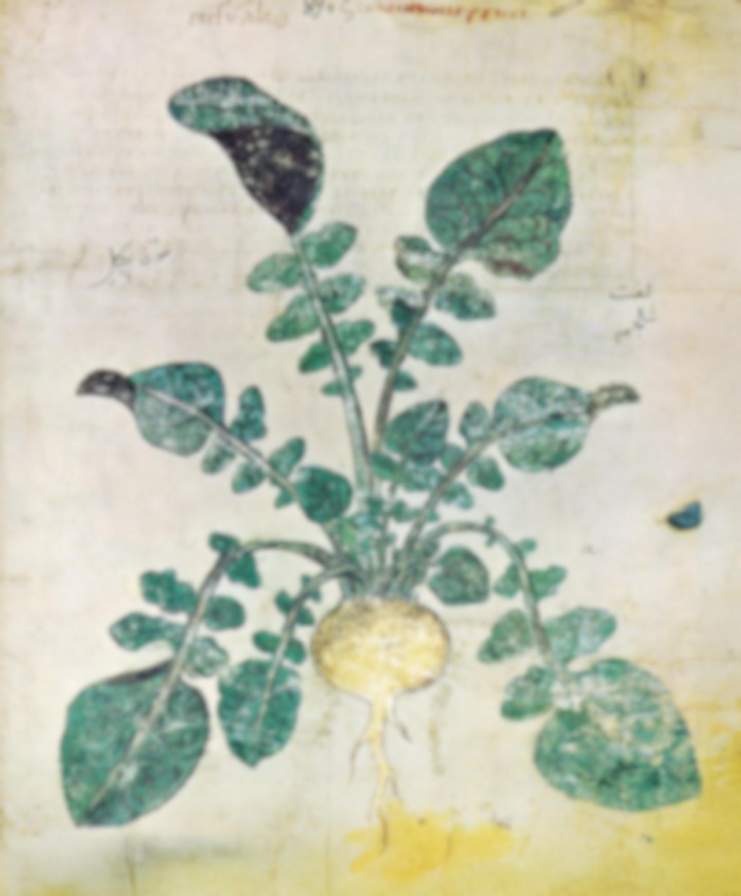 Turnip from the Vienna Dioscorides illustrated by German botanist Leonhart Fuchs.