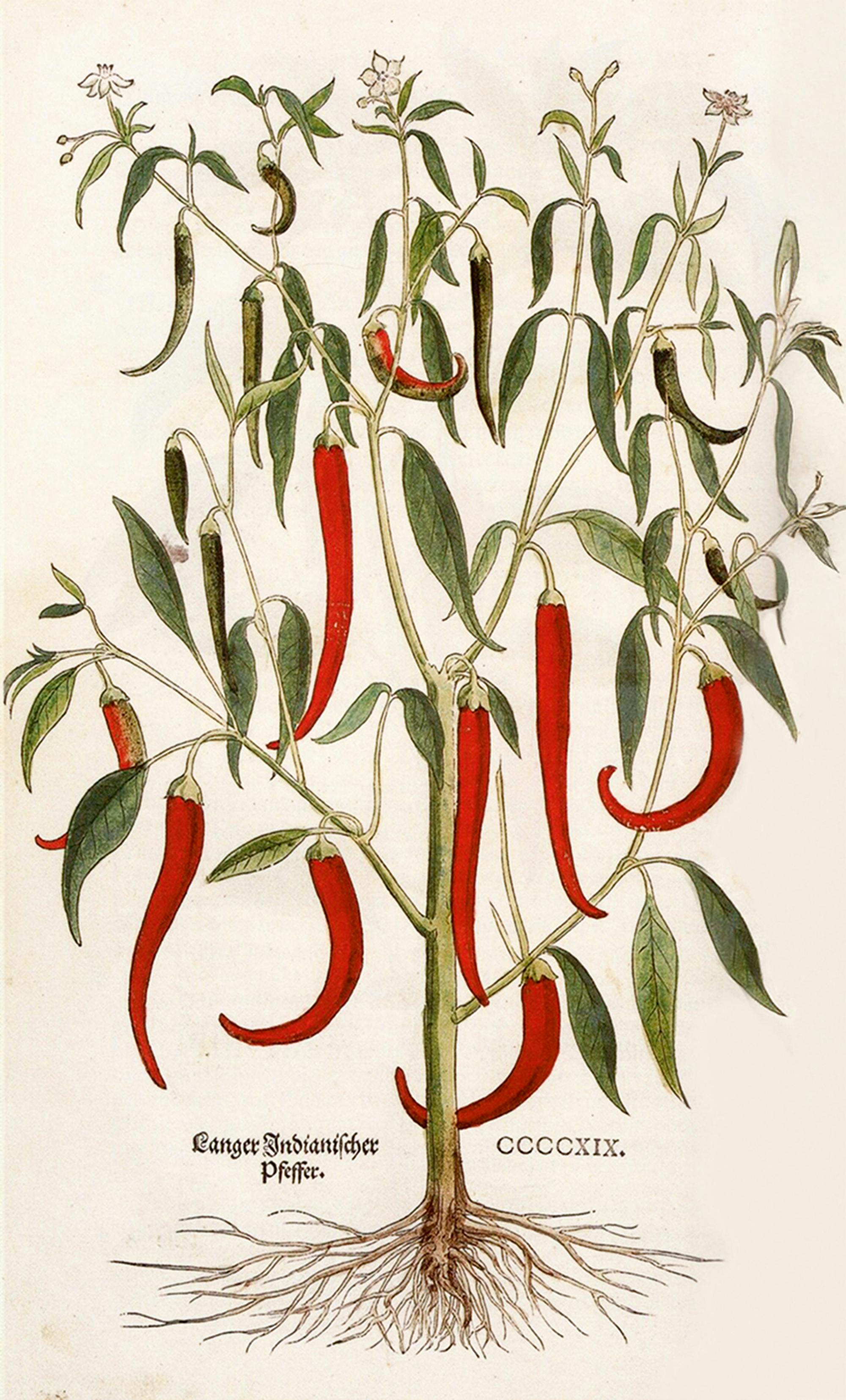 Illustration aus dem berühmten Kräuterbuch von Leonhart Fuchs aus dem Jahre 1543.