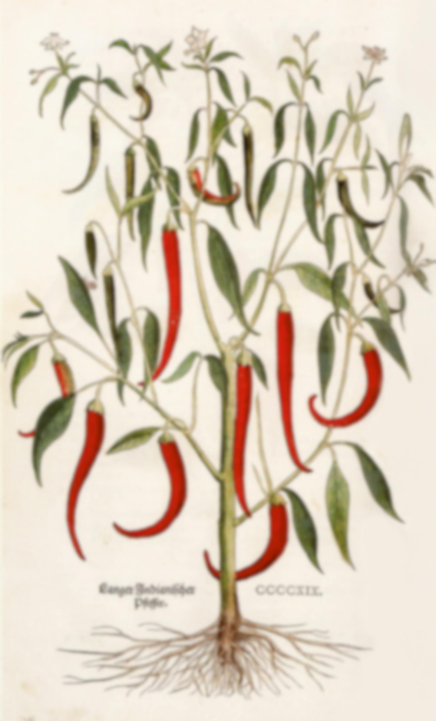 An illustration from Leonhart Fuchs’ famous book about herbs, dating from 1543.