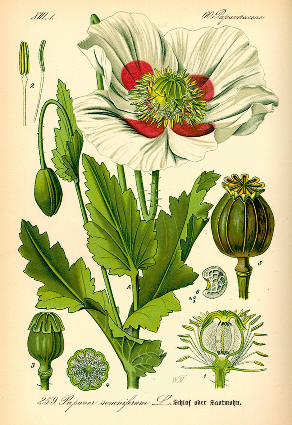 Illustration des Papaver somniferum aus Prof. Dr. Otto Wilhelm Thomés «Flora von Deutschland, Österreich und der Schweiz» aus dem Jahr 1885.