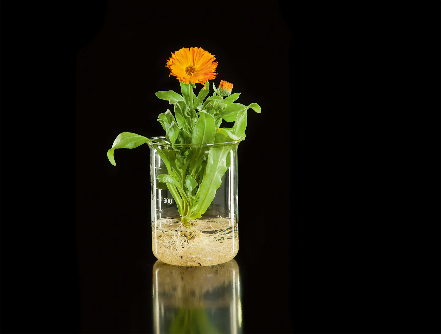 Ringelblume (Calendula officinalis).