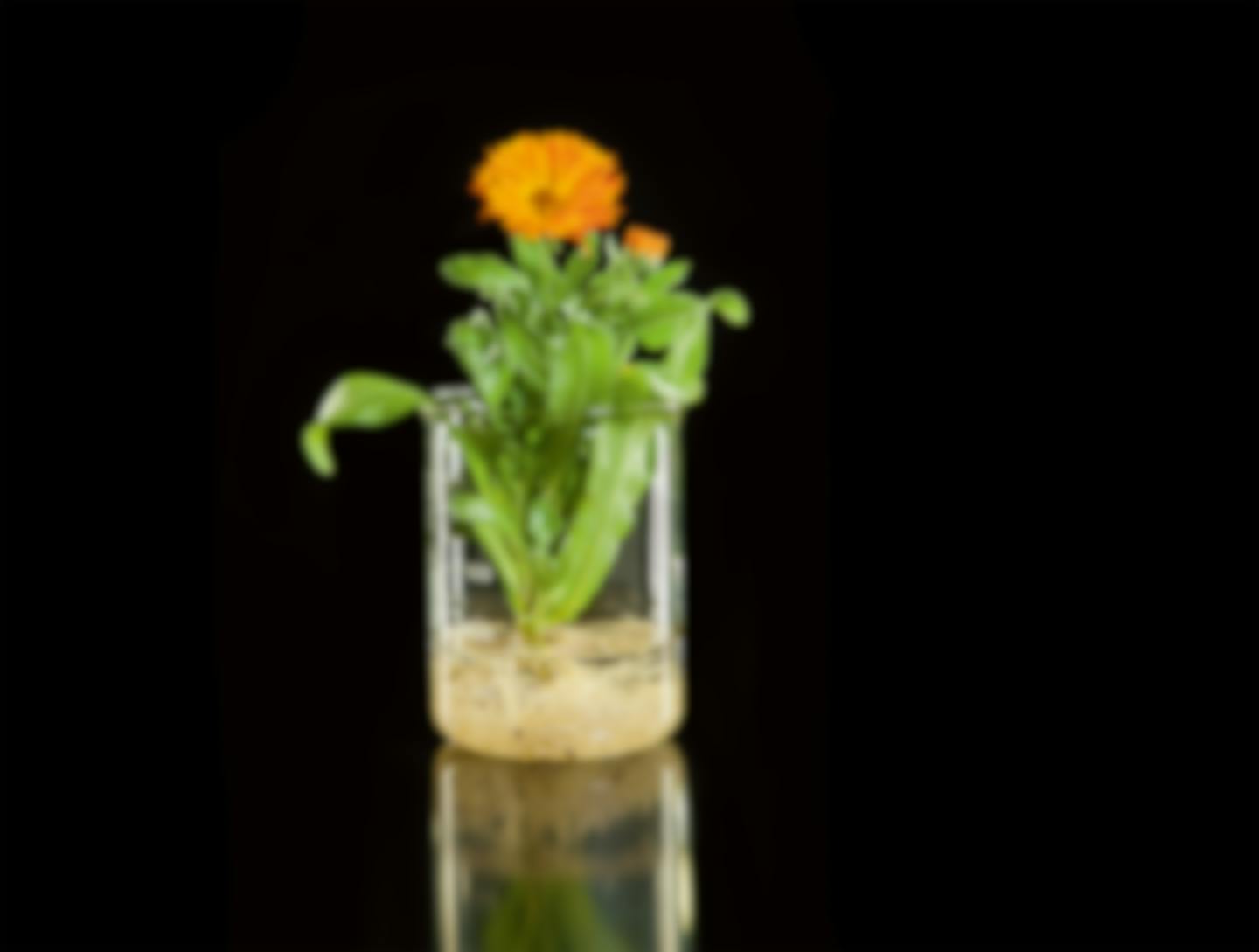 Marigold (Calendula officinalis).