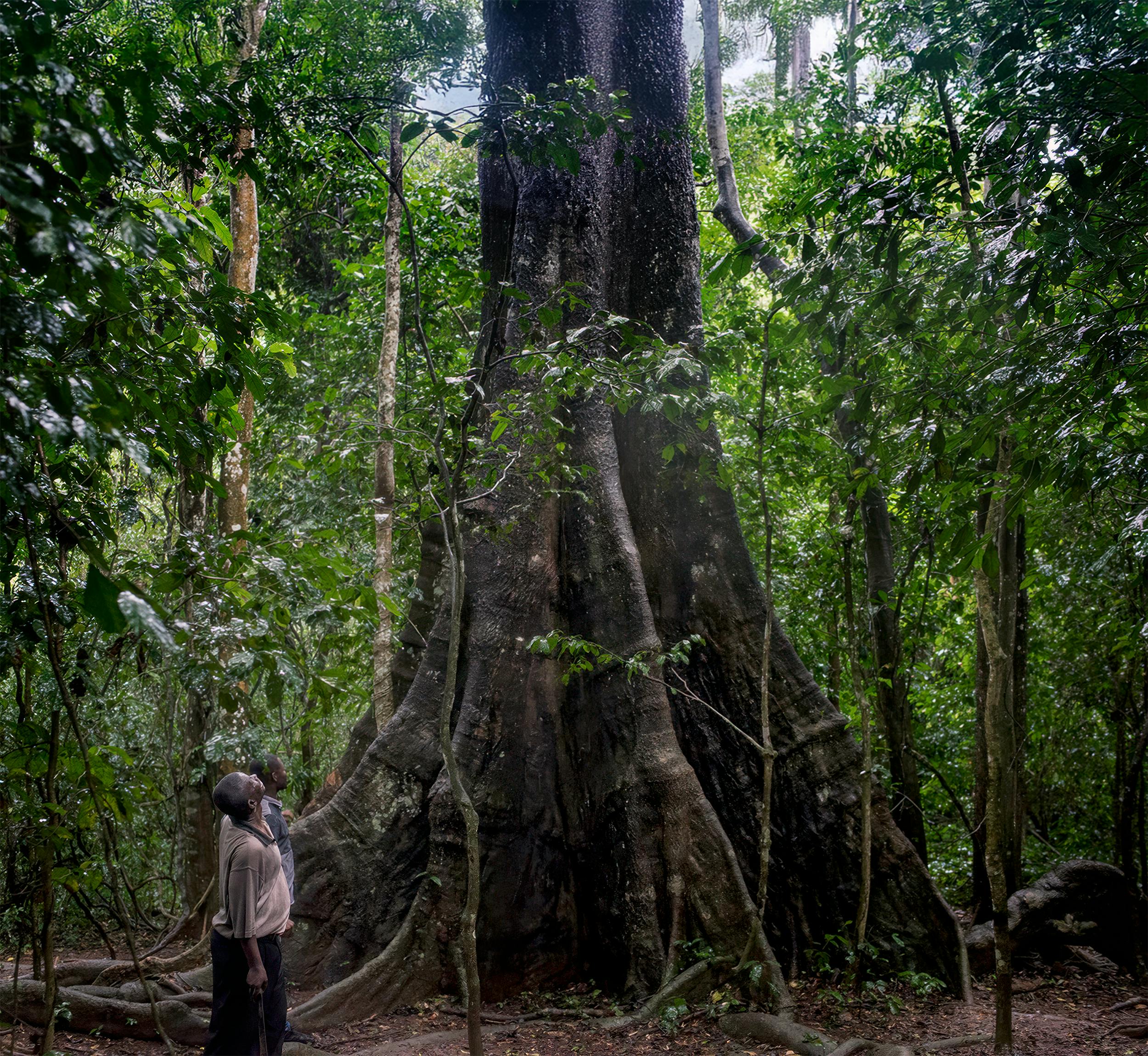 Tree in the jungle of Ghana
