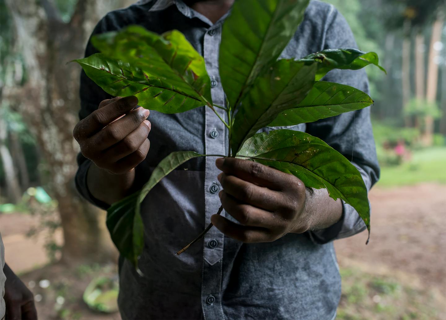 Blätter des Cinchona-Baums – Grundlage für Chinin und pharmazeutische Forschung.
