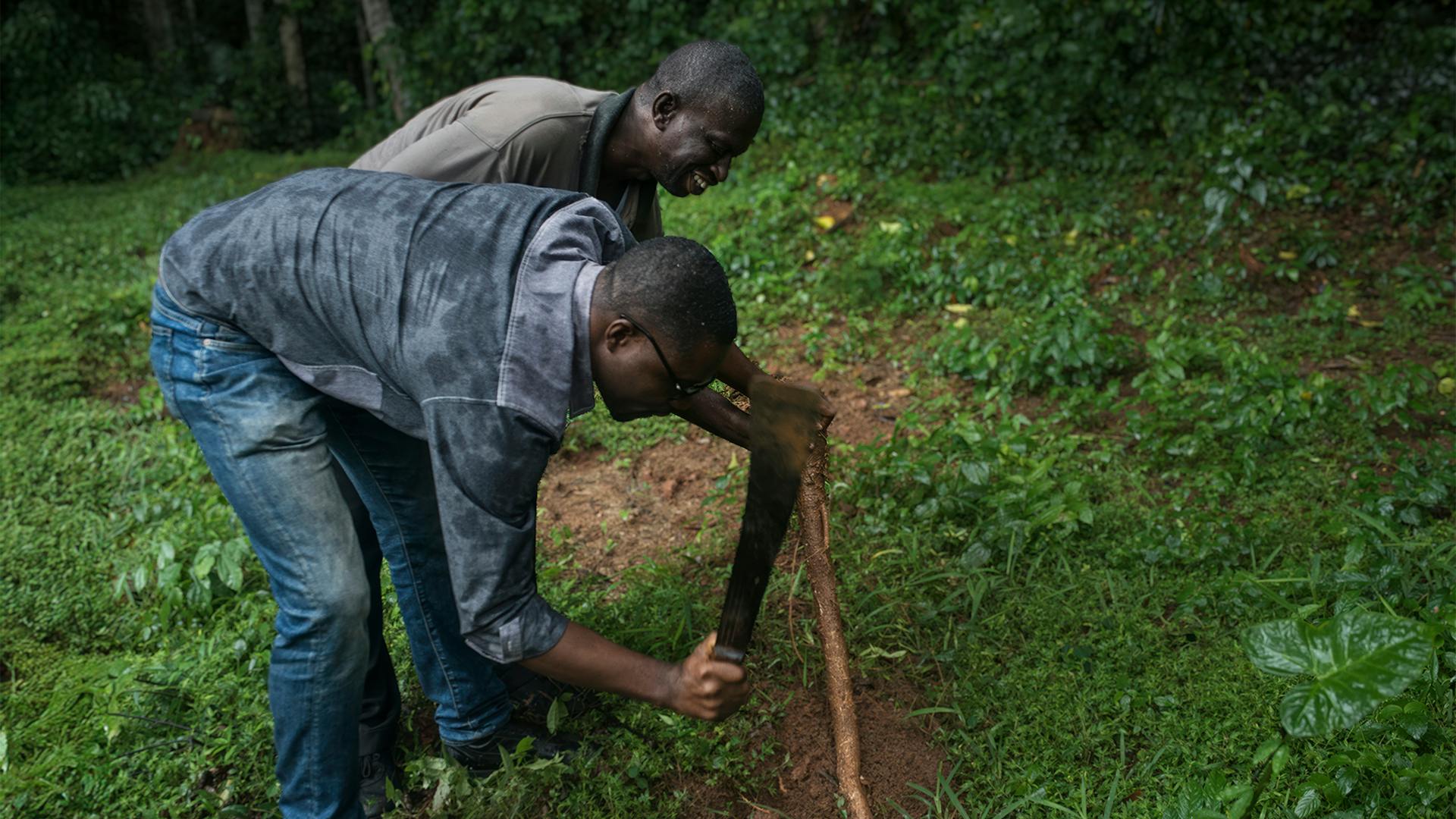 Edmund Ekuadzi und ein lokaler Kräuterexperte schneiden einen Astteil im Wald ab.
