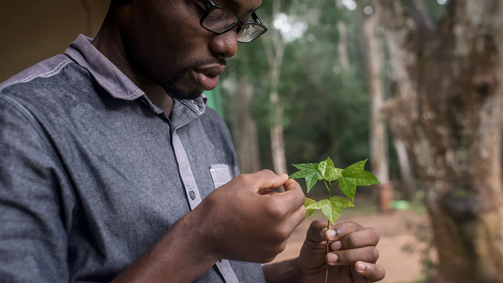 The young leaf shoots may hold different active ingredients than the mature leaves.
