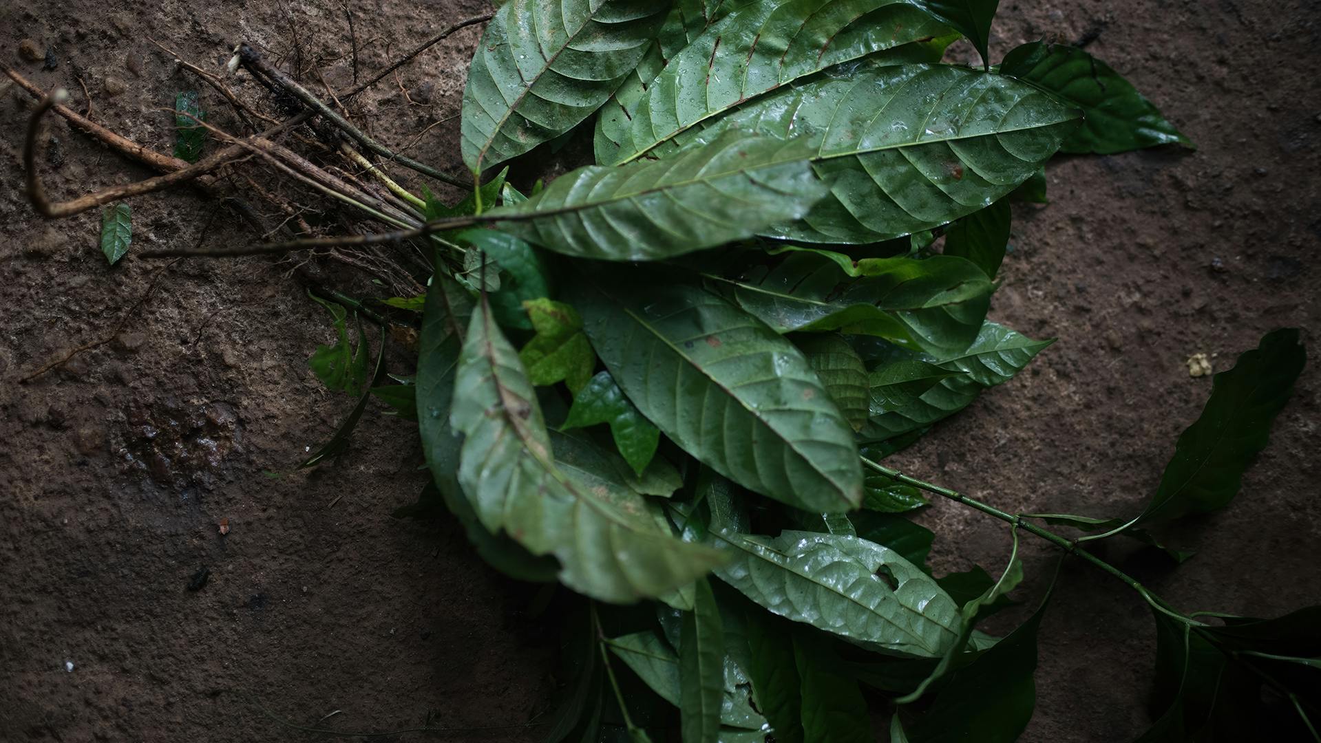 Gesammelte Blätter auf dem Boden.