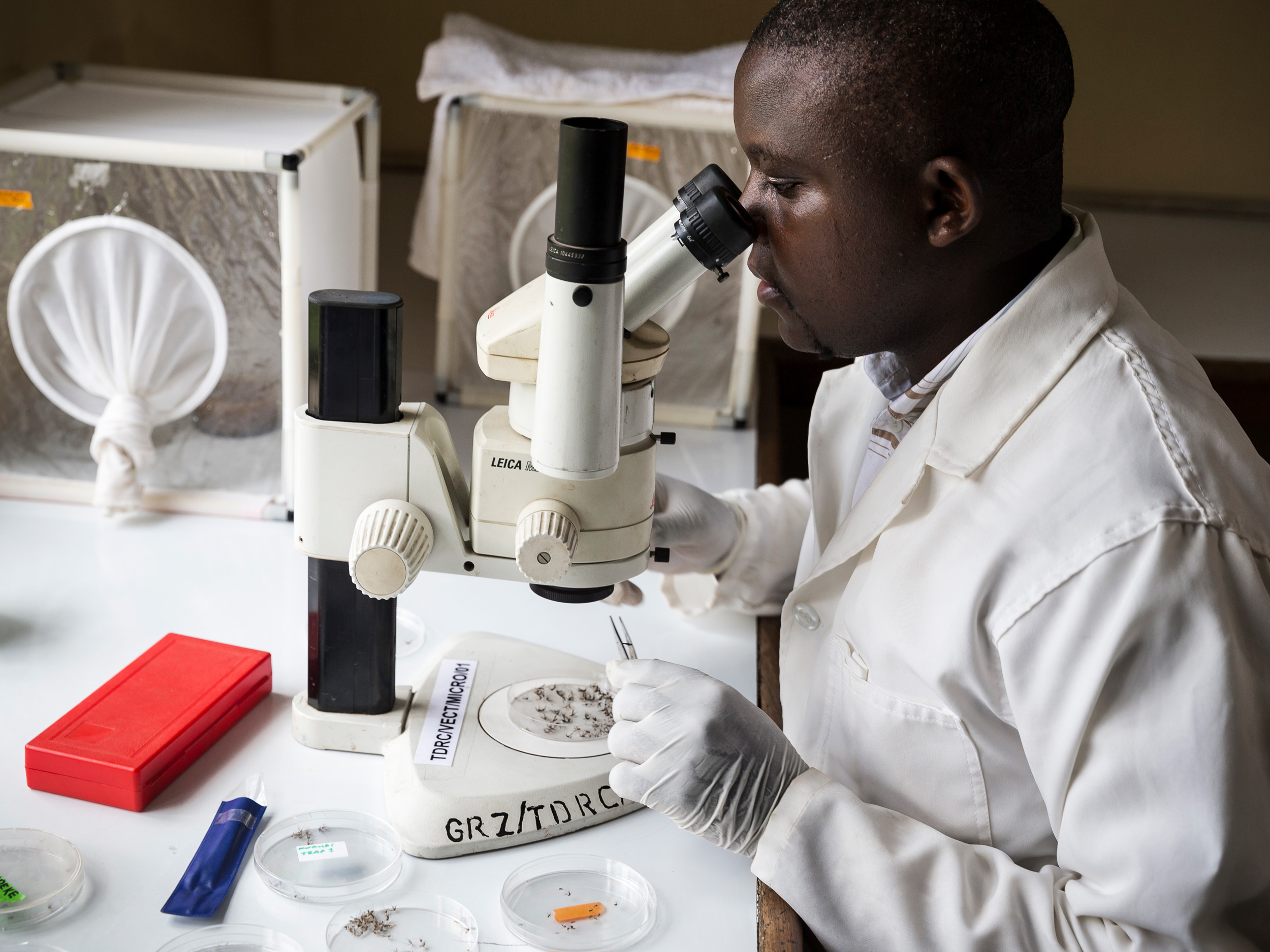Eine Person in einem weißen Laborkittel untersucht eine Probe unter einem Mikroskop in einer Laborumgebung, wobei verschiedene Petrischalen und Geräte auf dem Tisch zu sehen sind.