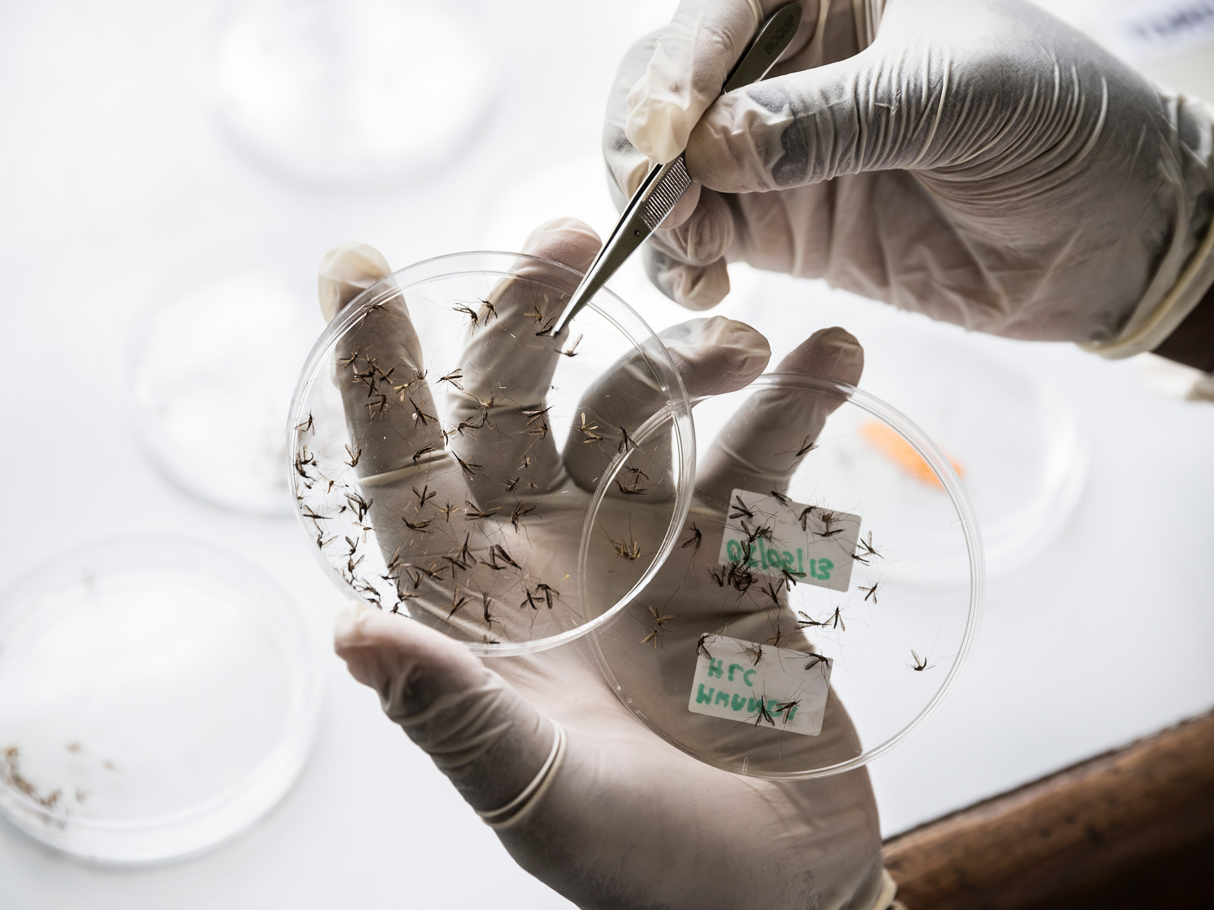 Eine behandschuhte Hand hält eine Petrischale mit zahlreichen kleinen Insekten, während die andere Hand mit einer Pinzette ein weiteres Insekt aufnimmt.