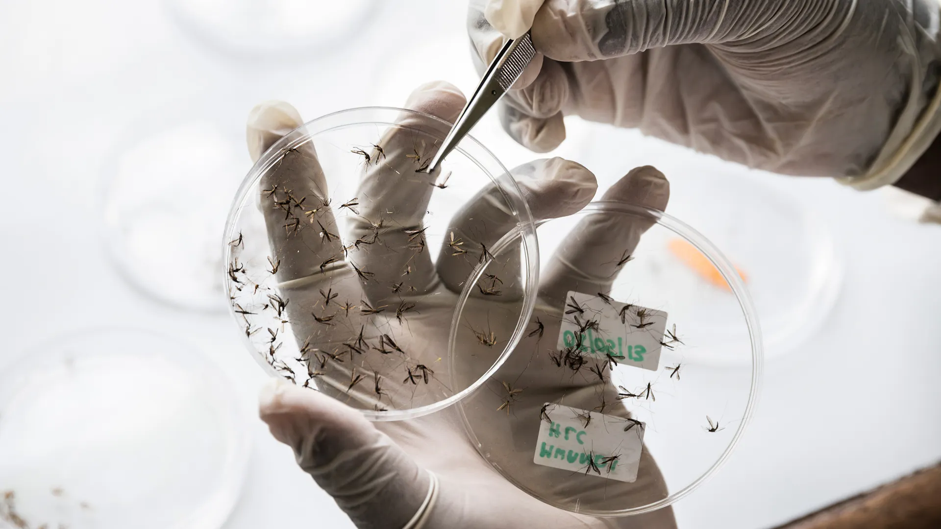 Eine behandschuhte Hand hält eine Petrischale mit zahlreichen kleinen Insekten, während die andere Hand mit einer Pinzette ein weiteres Insekt aufnimmt.