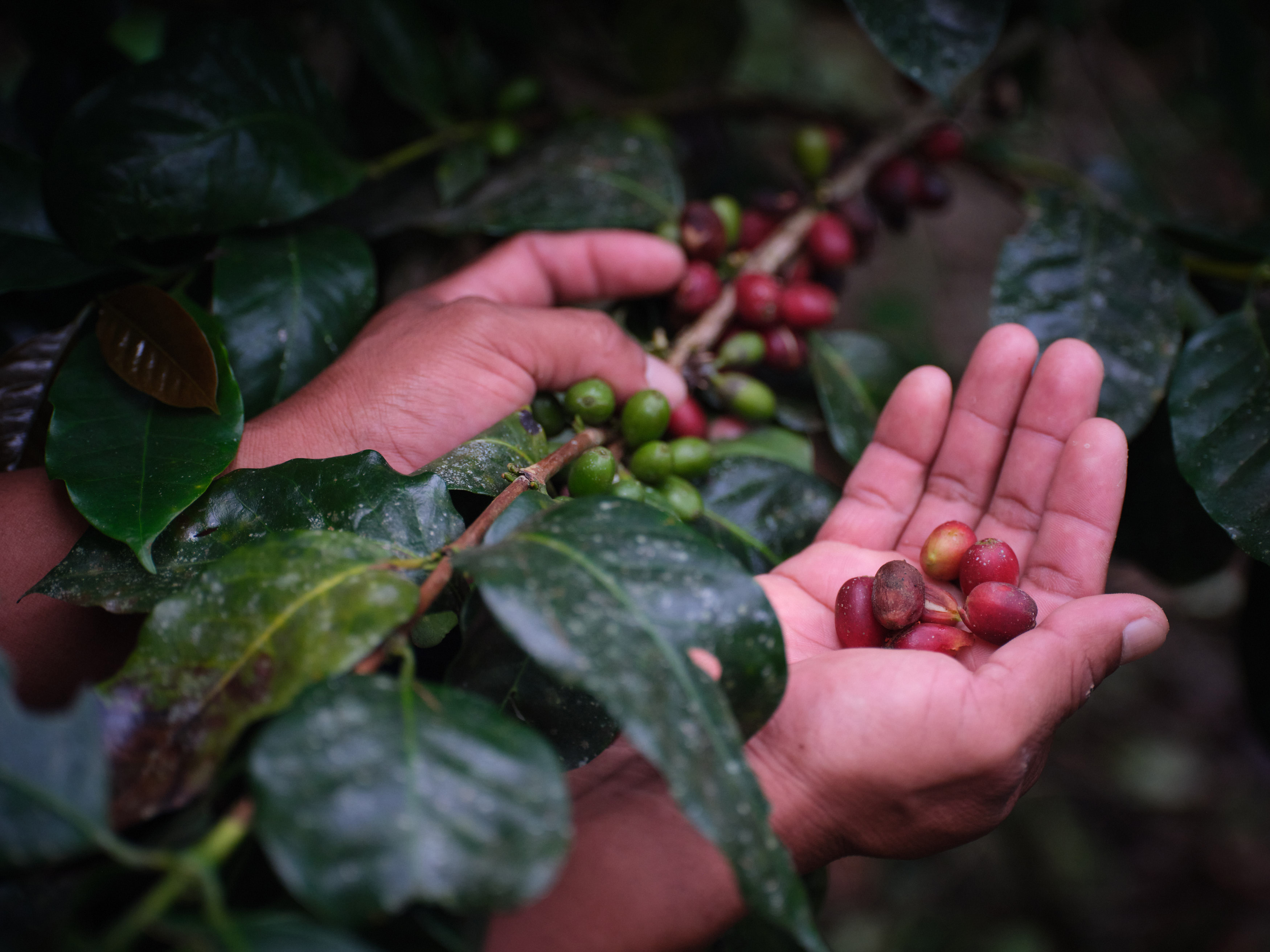 Hands holding freshly harvested coffee beans, surrounded by coffee plants.