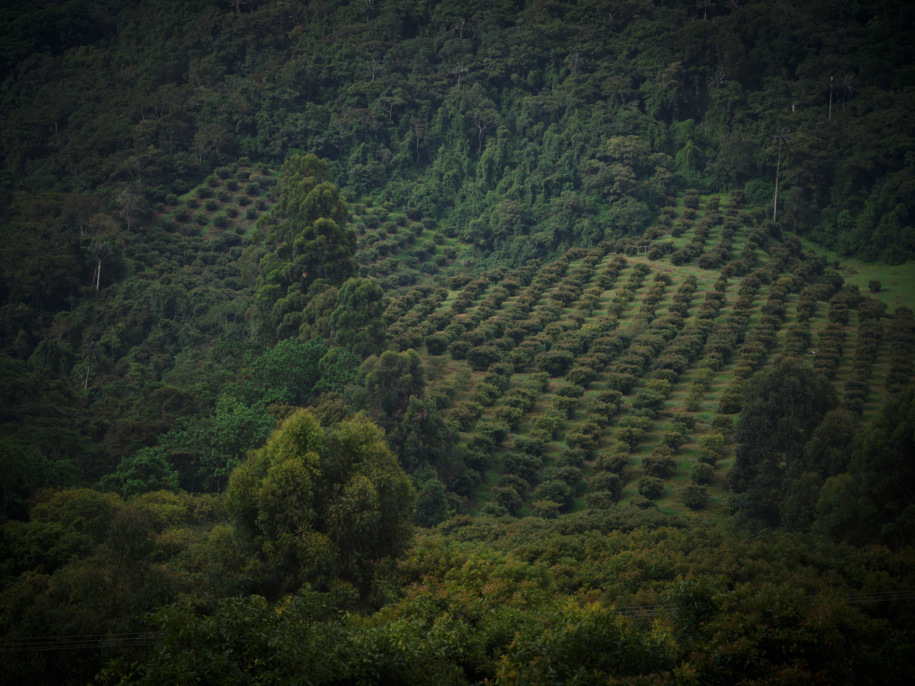 Densely forested Colombian mountains.