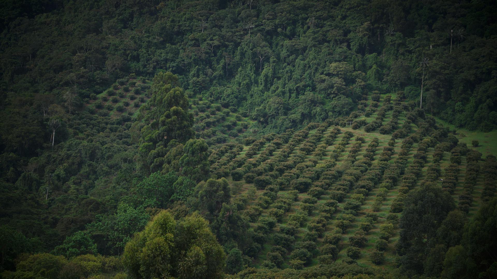 Dicht bewaldete kolumbianische Berge.