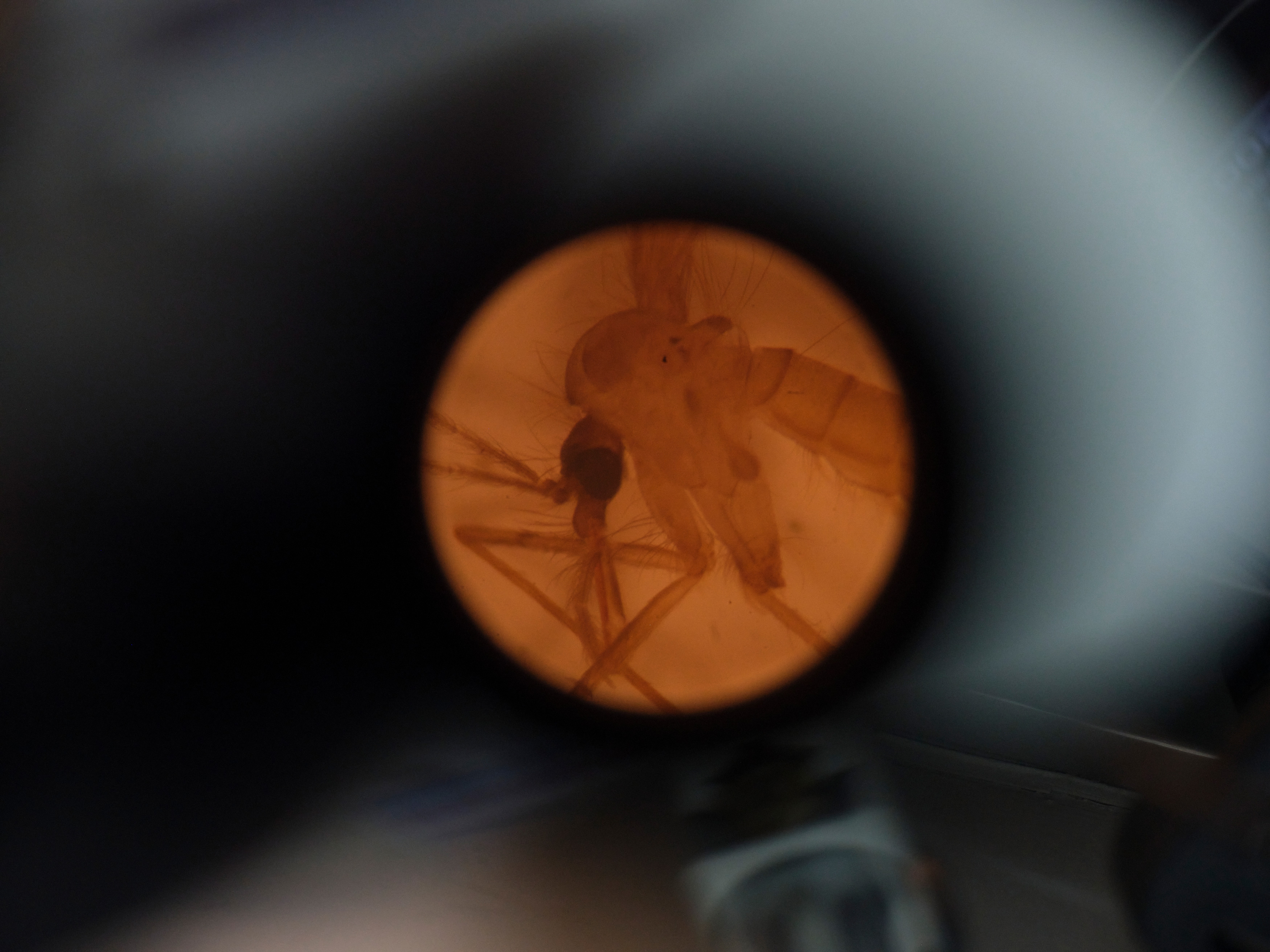 A sandfly magnified under a microscope.