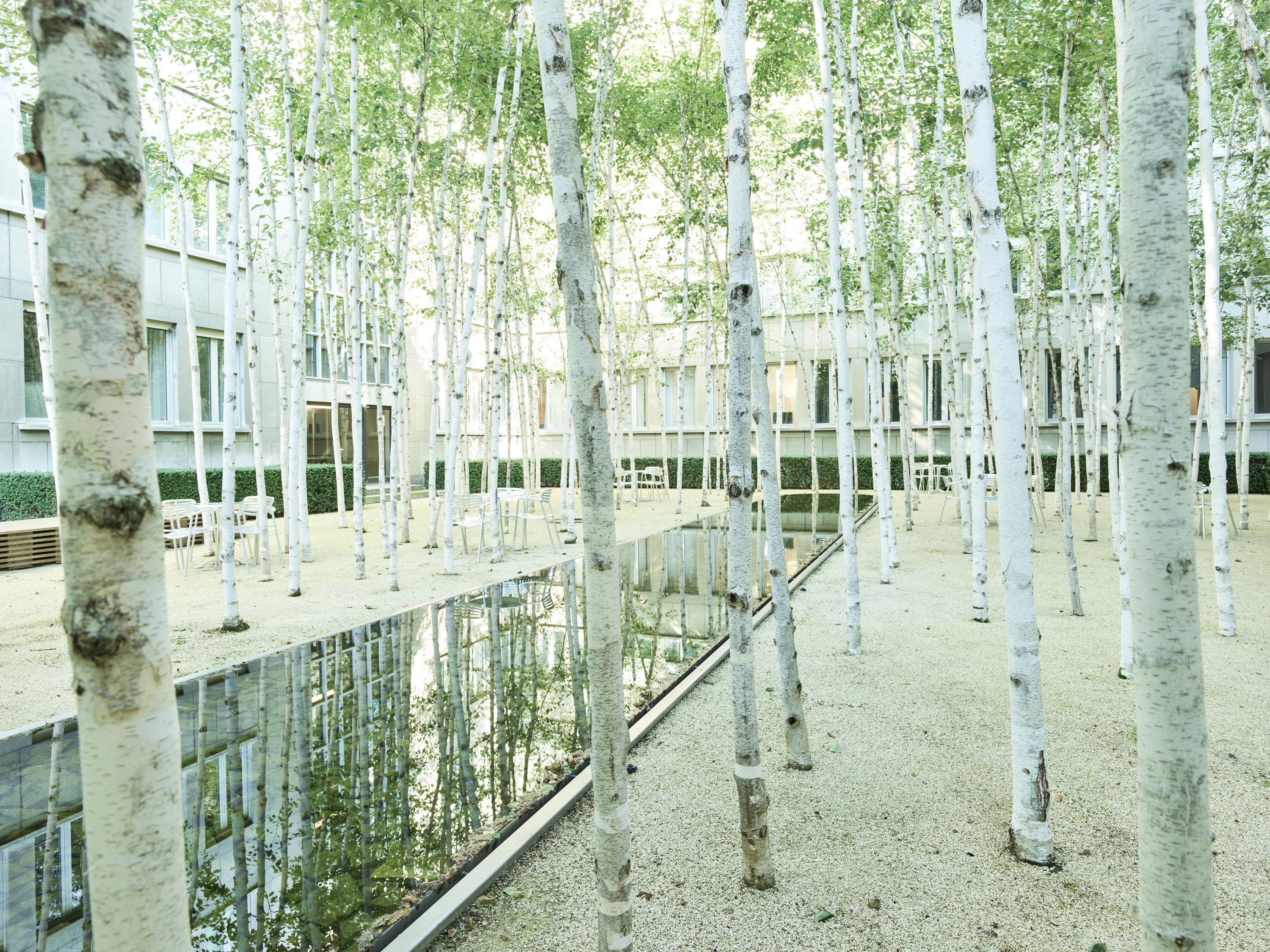 The birch garden at the Novartis Campus in Basel.
