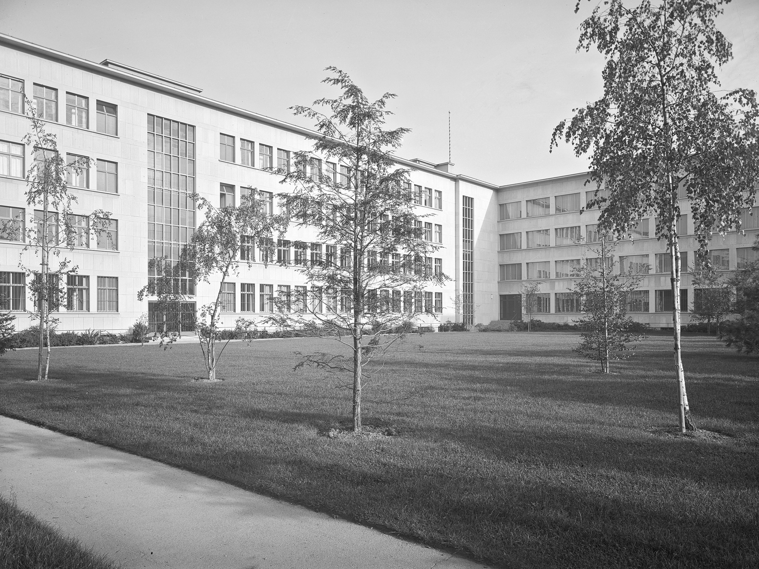 Black-and-white photo of birch trees on the Novartis Campus Basel before redesign.