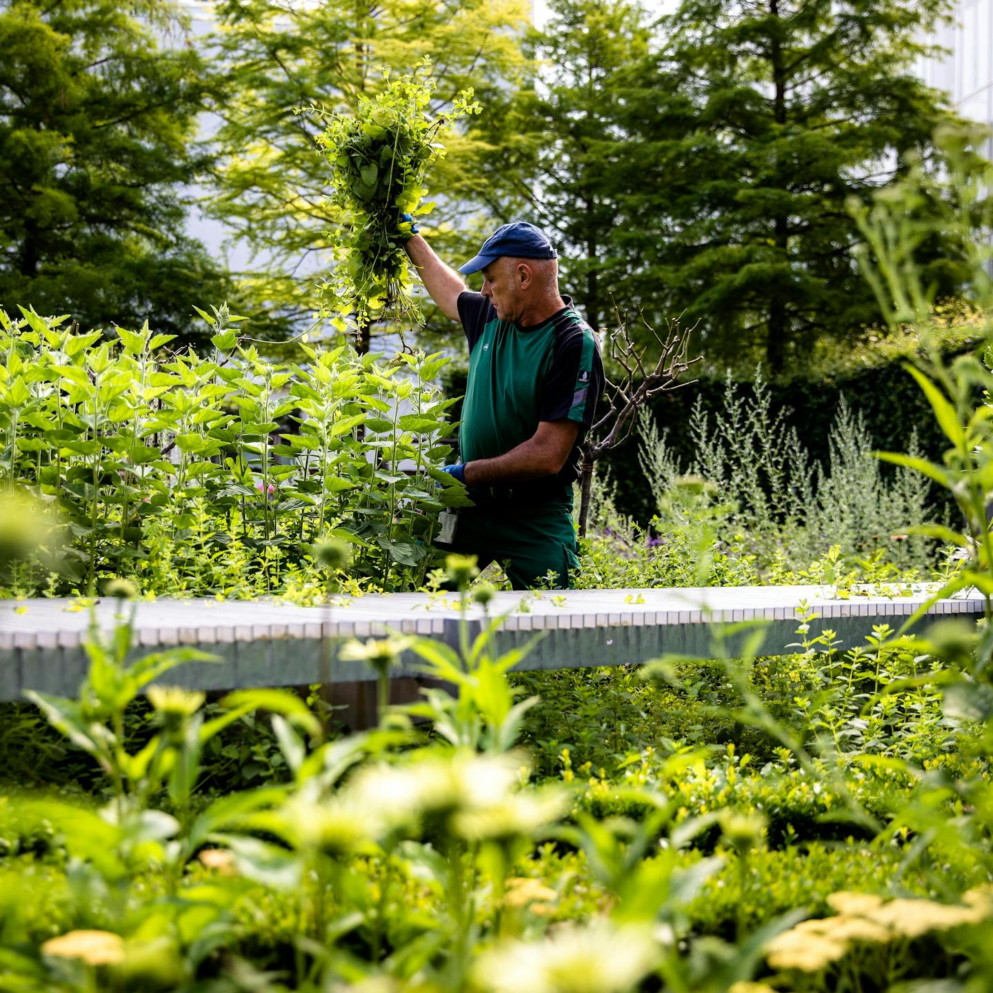 Gärtner bei der Arbeit auf dem Novartis Campus.