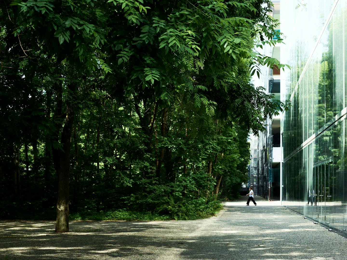 Ansicht eines Novartis-Gebäudes gegenüber einem großen Baum.