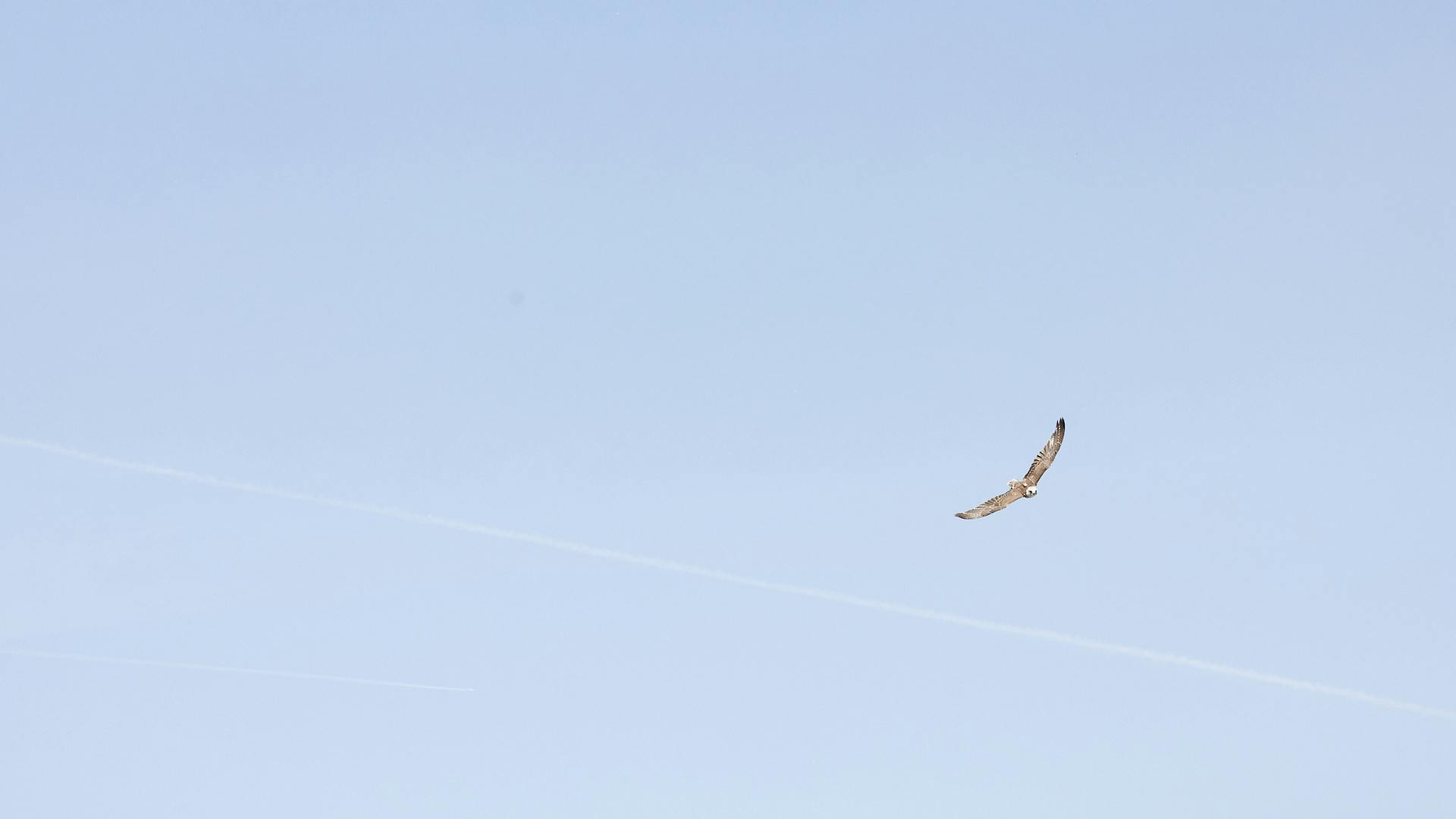 A falcon flies in the sky.