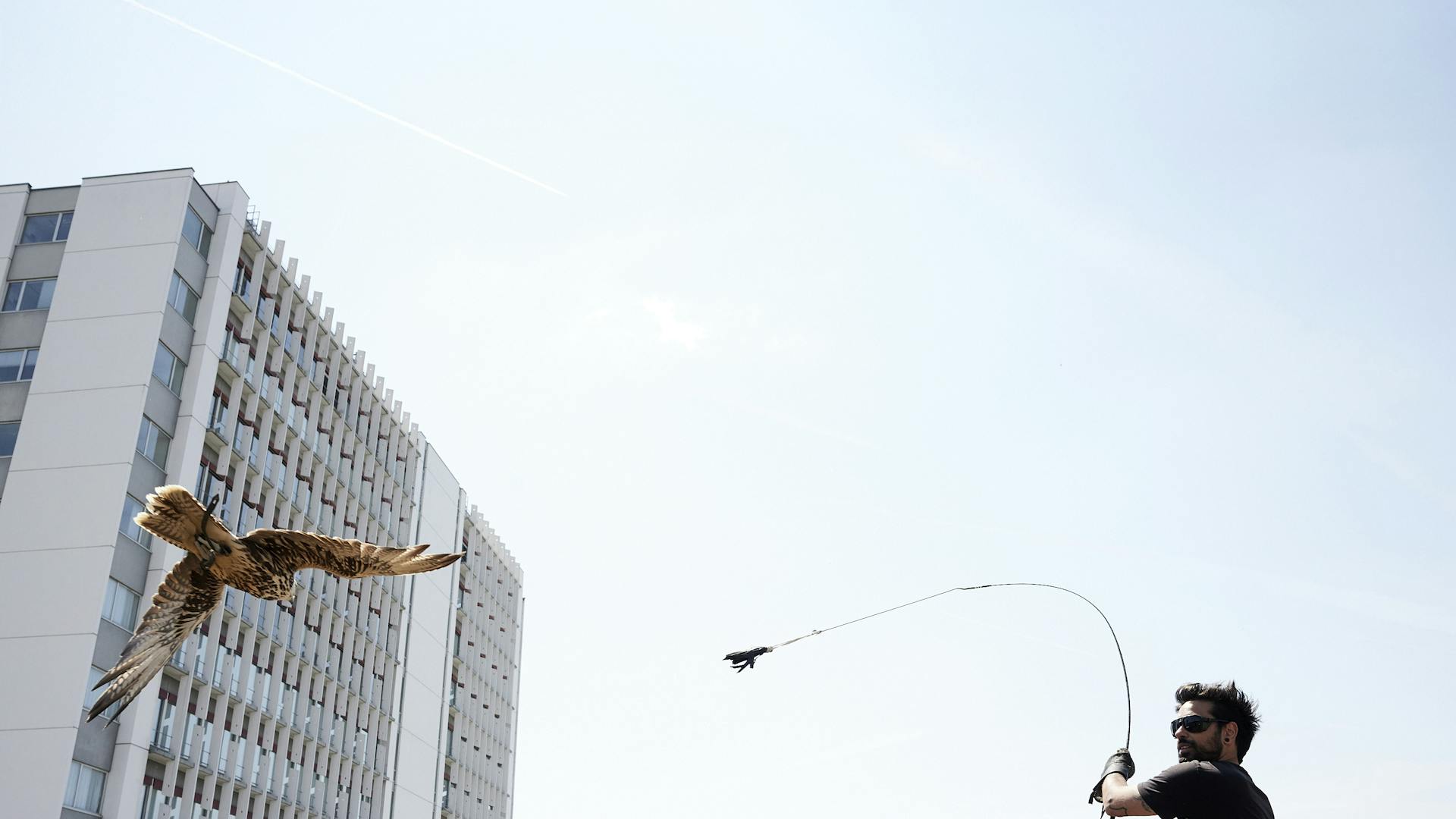 The falconer trains with a falcon on a roof of the Novartis campus.