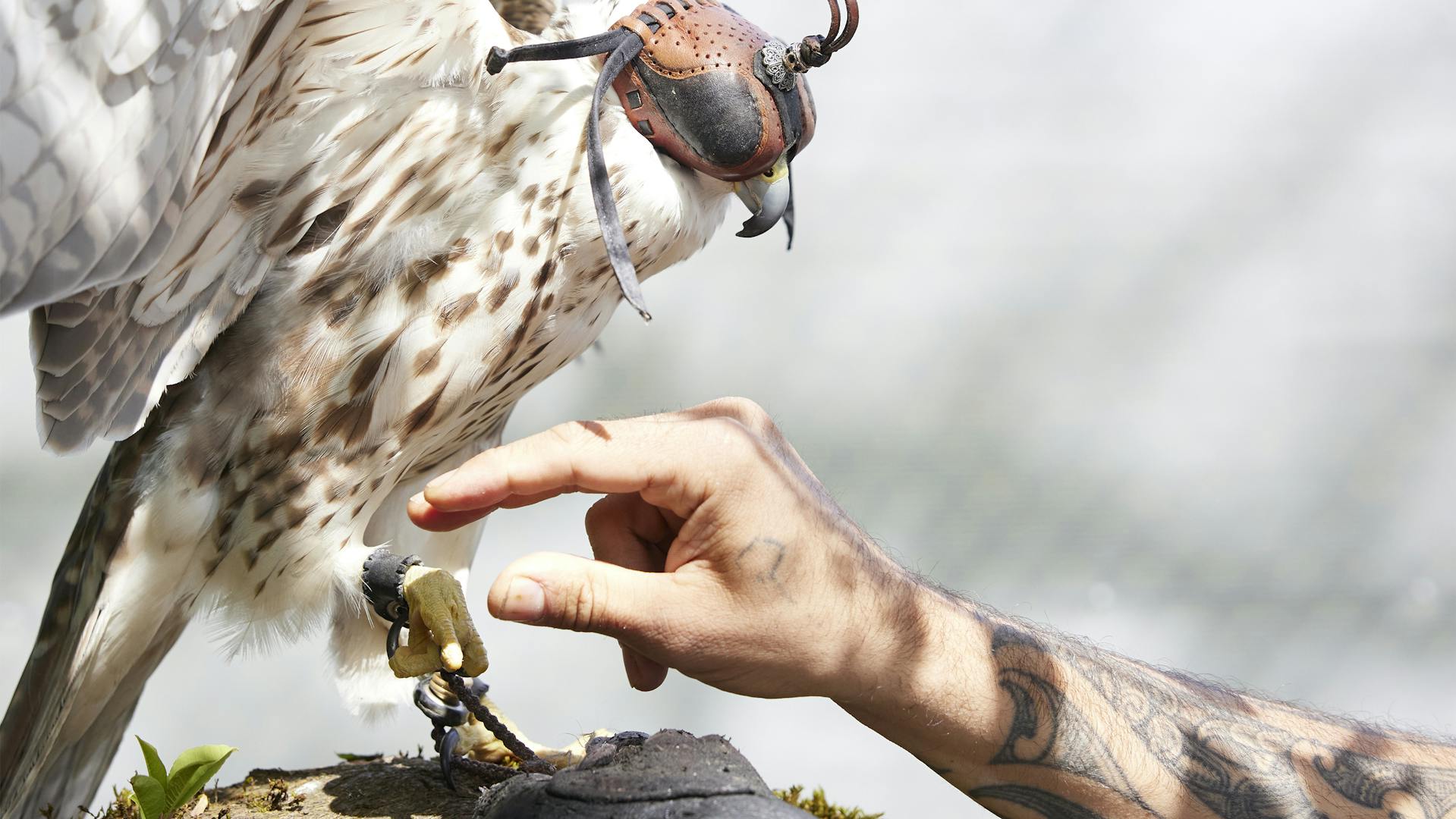 Falcon with an eye patch, held in the hands of a falconer