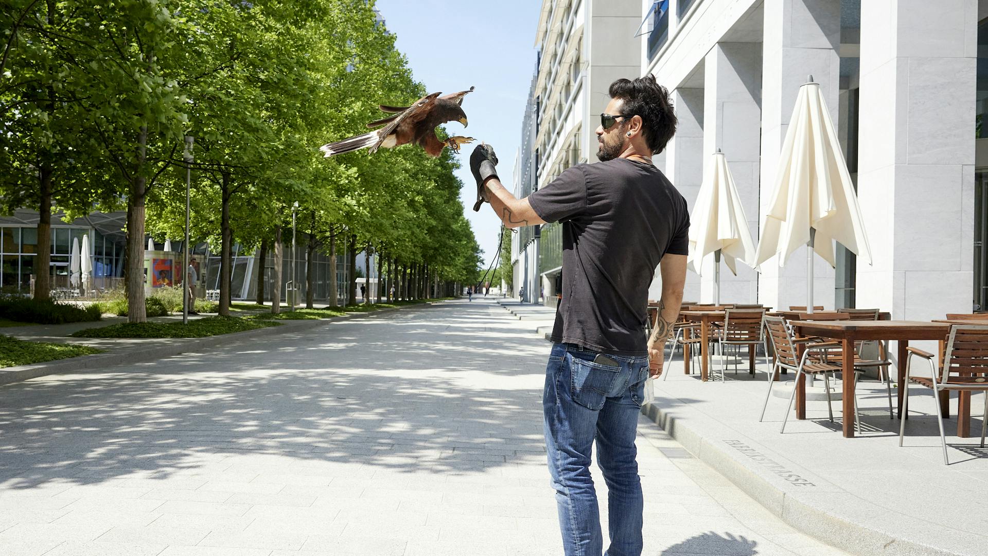 A falcon lands on the falconer's hand.
