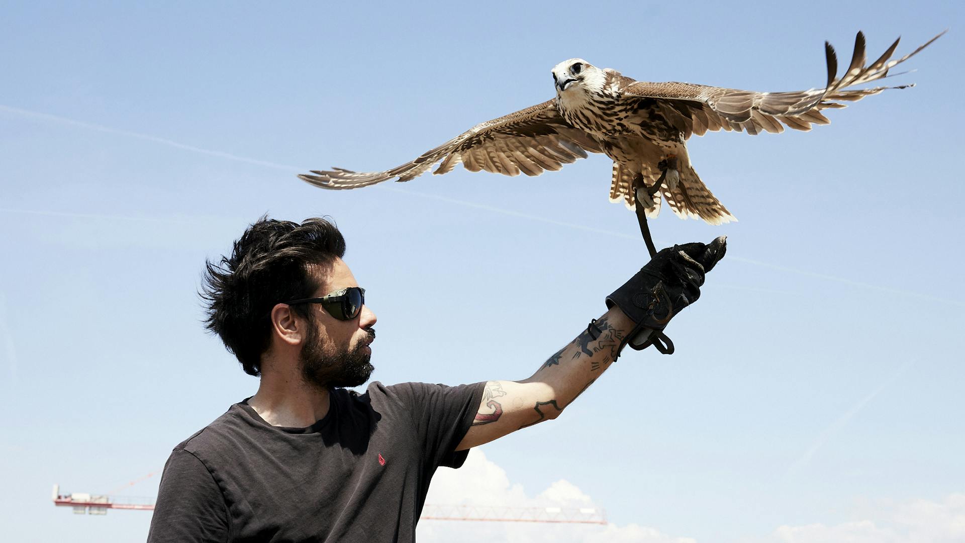 Simone Cilluffo with his falcon on the roof of the Novartis Campus in Basel.