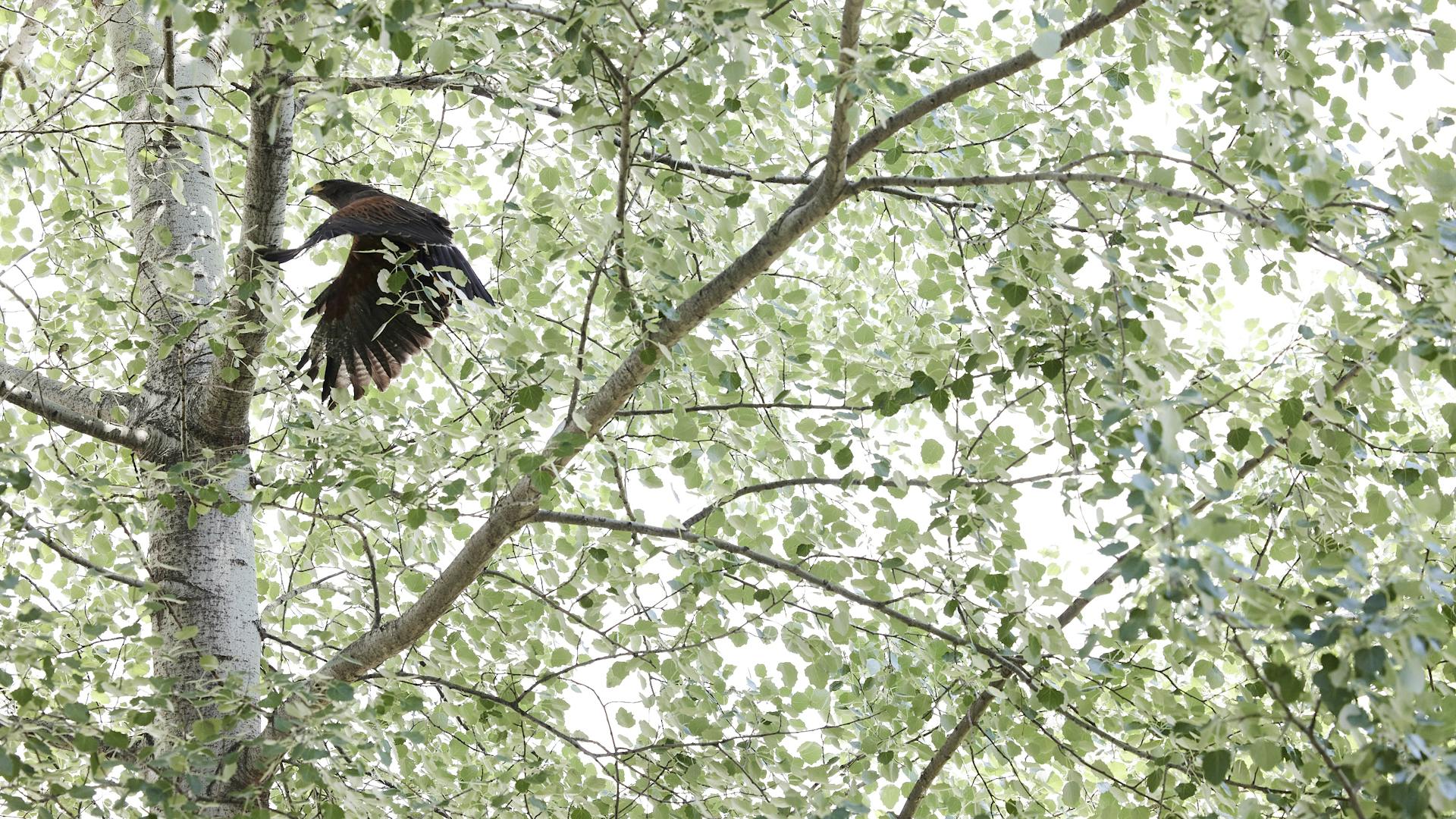 A falcon flies to a tree.