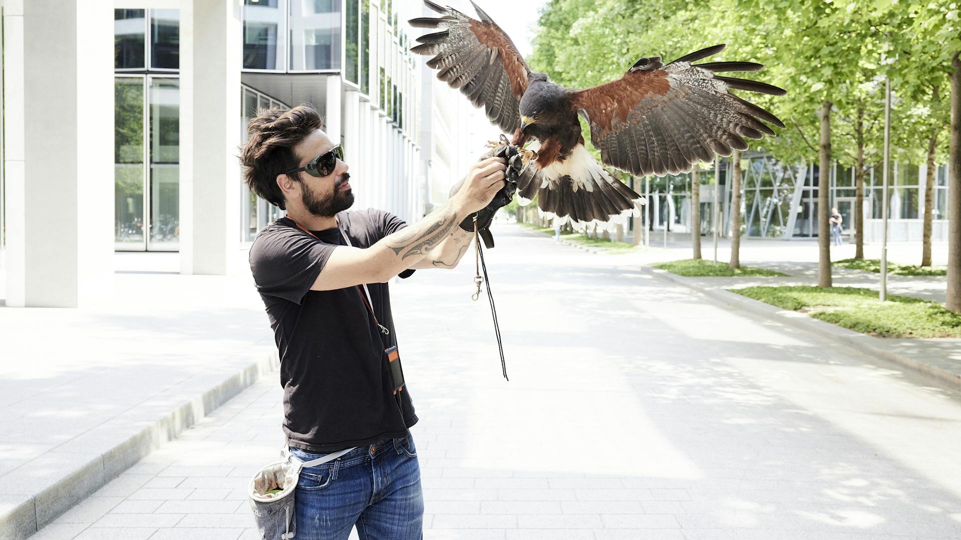 The falconer rewards the falcon with a treat.