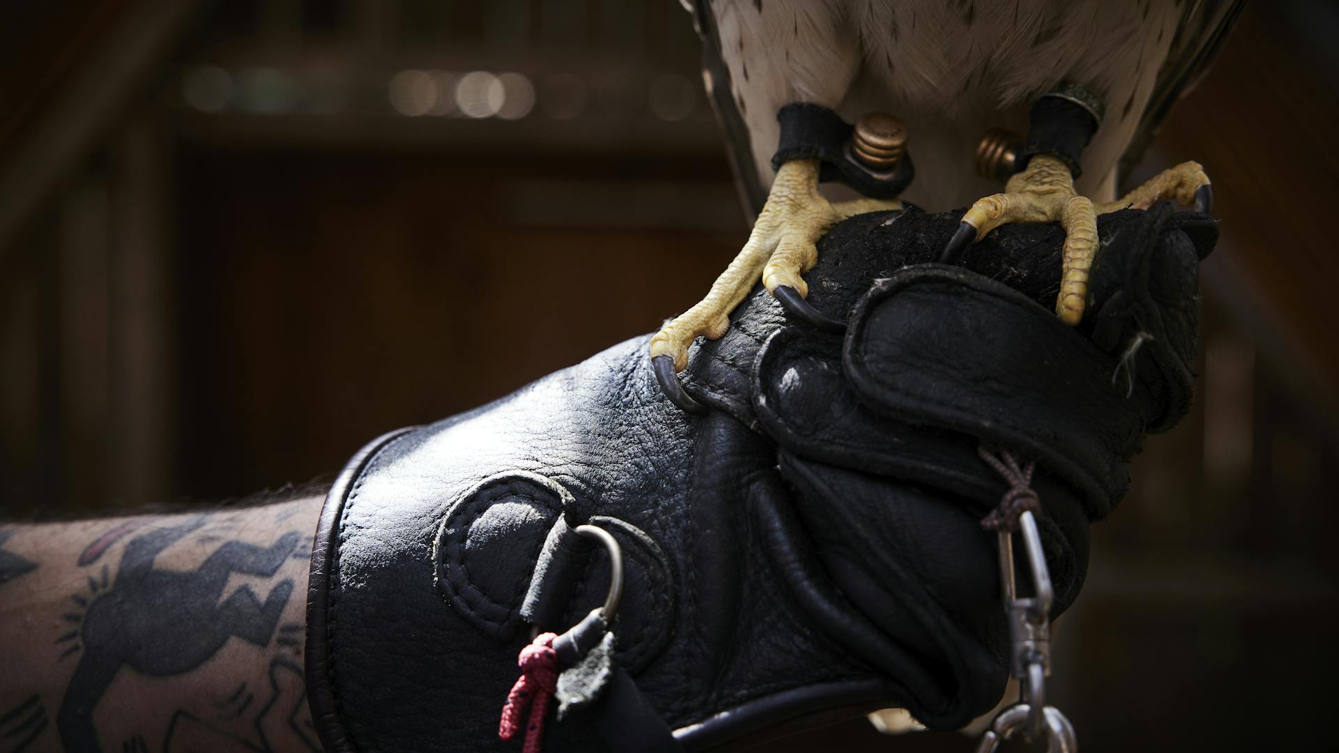 Close-up of the falcon's foot resting on the falconer's hand.