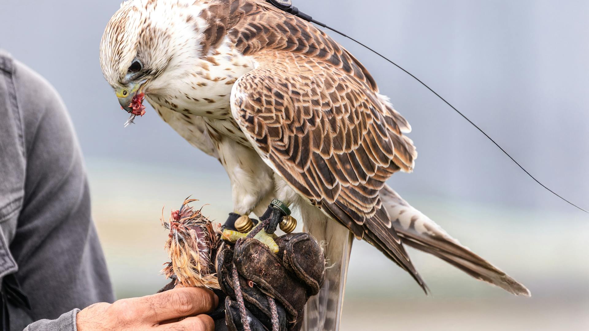 A falcon being fed.
