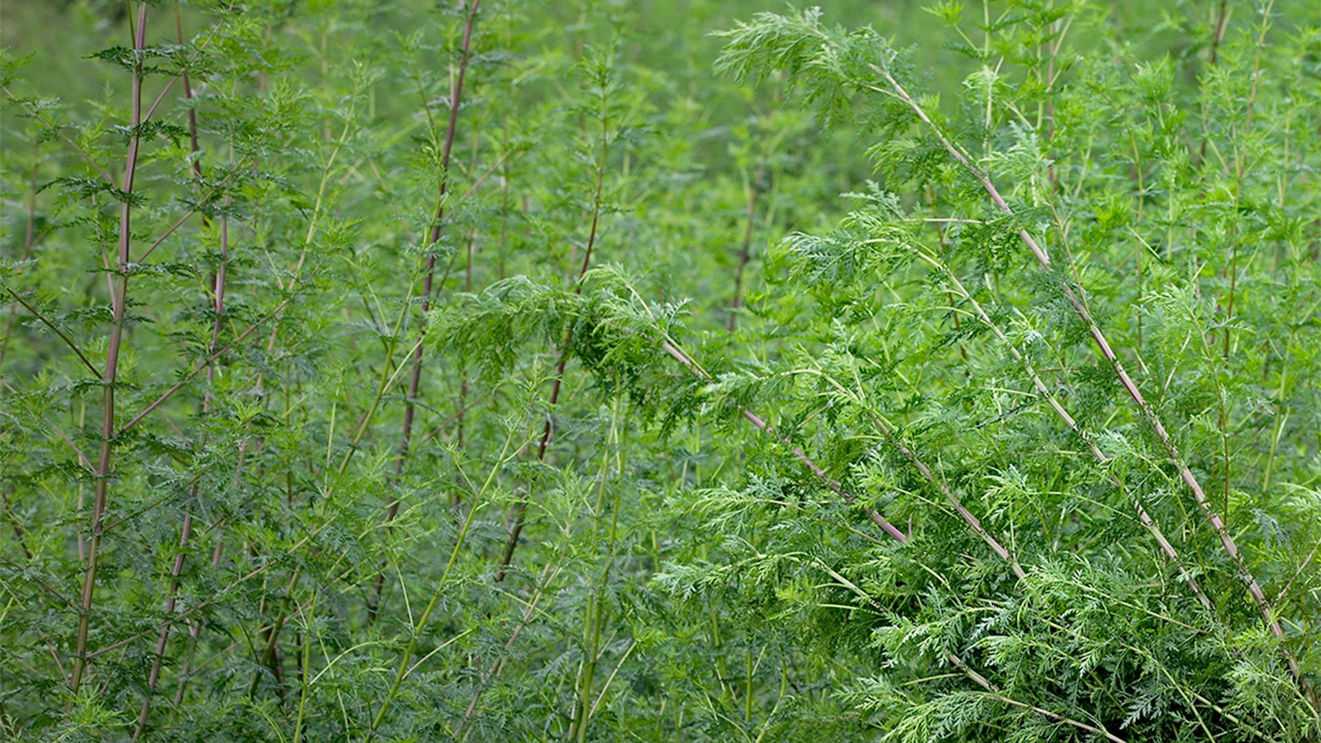 Aufnahme eines Feldes mit der Pflanze Artemisia annua bewachsen.