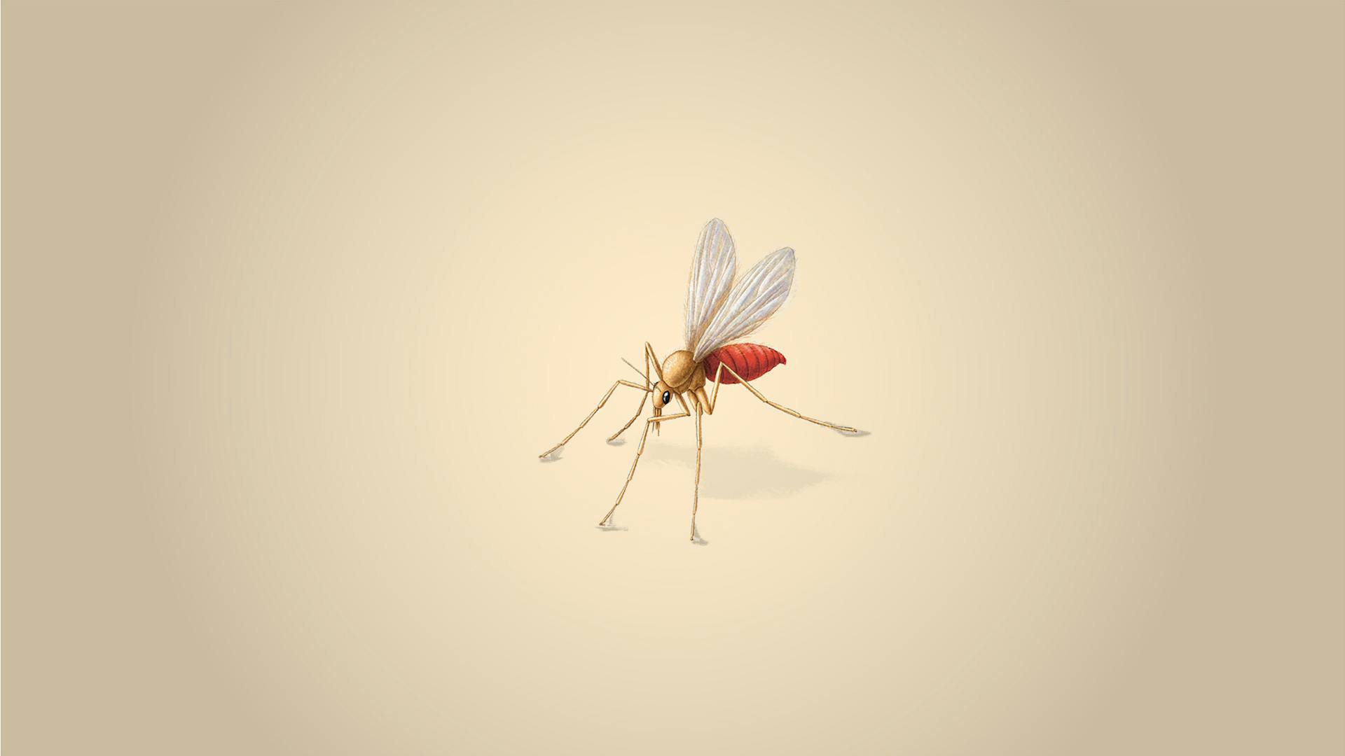 Illustration einer Sandfliege.