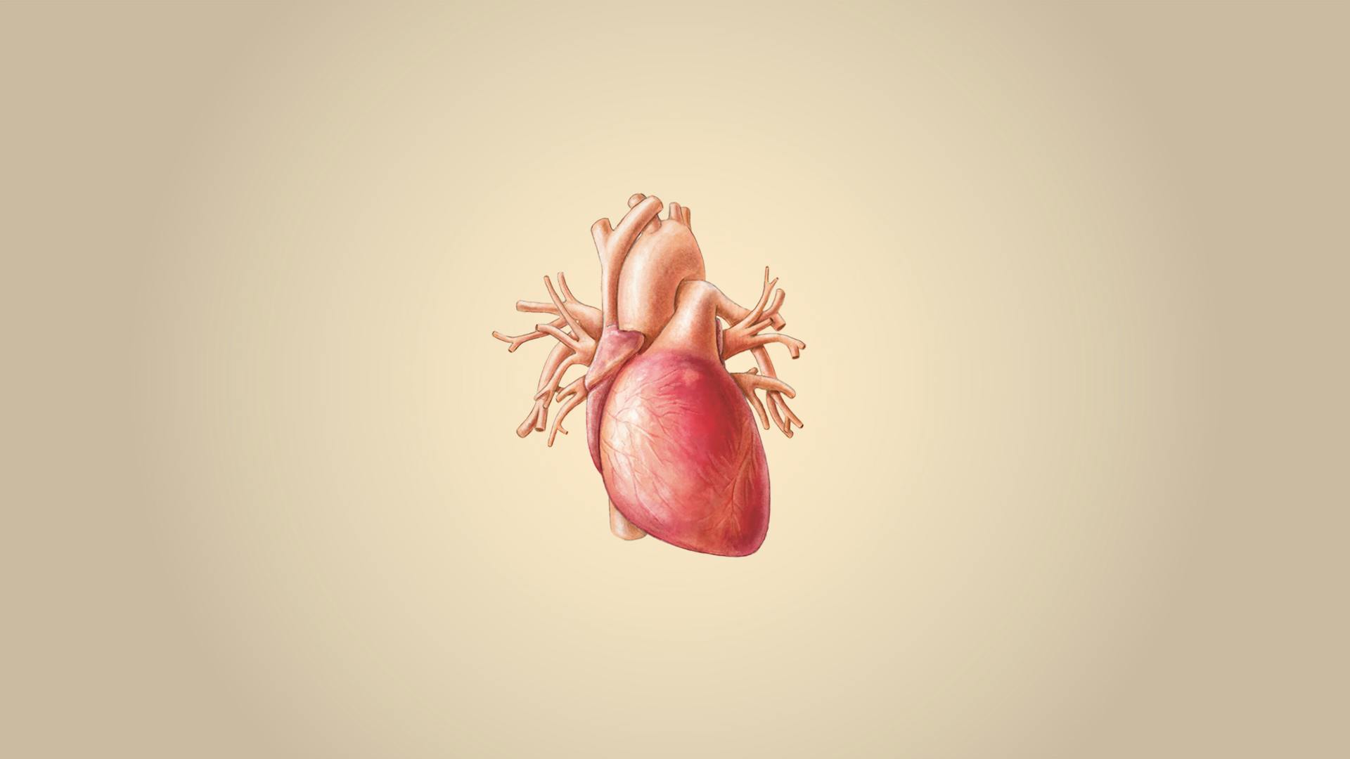 Illustration von einem menschlichen Herz.