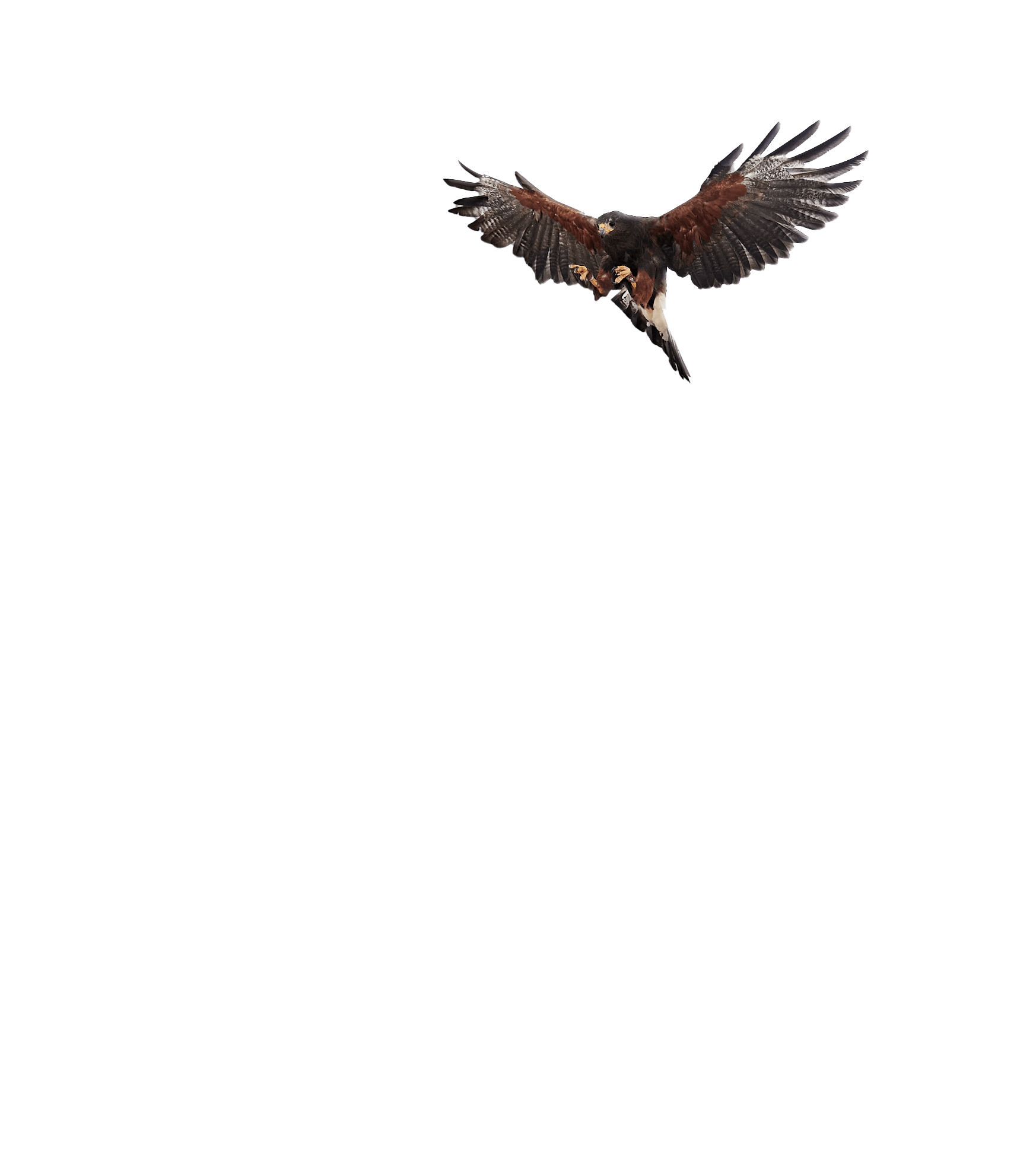 Falcon