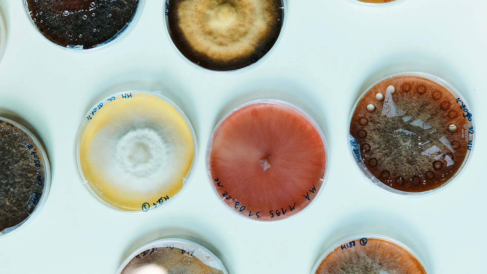 Petri dishes