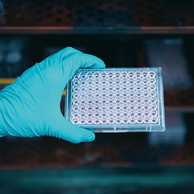 Preparation of kidney organoids.