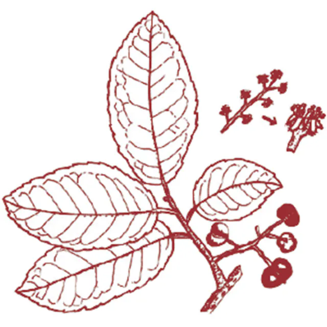 Prunus africana.