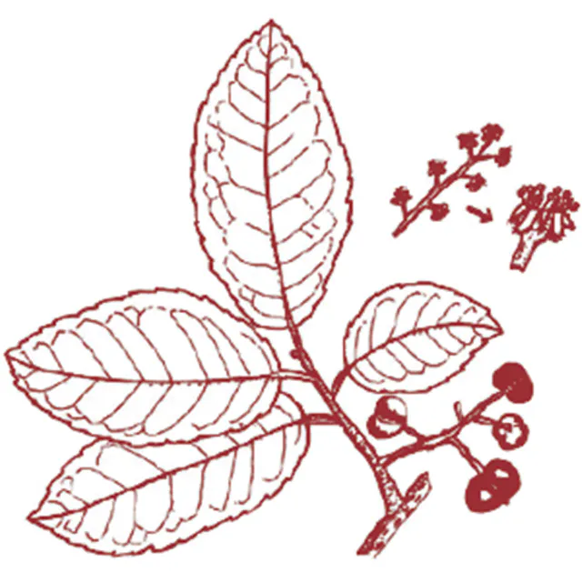 Prunus africana.