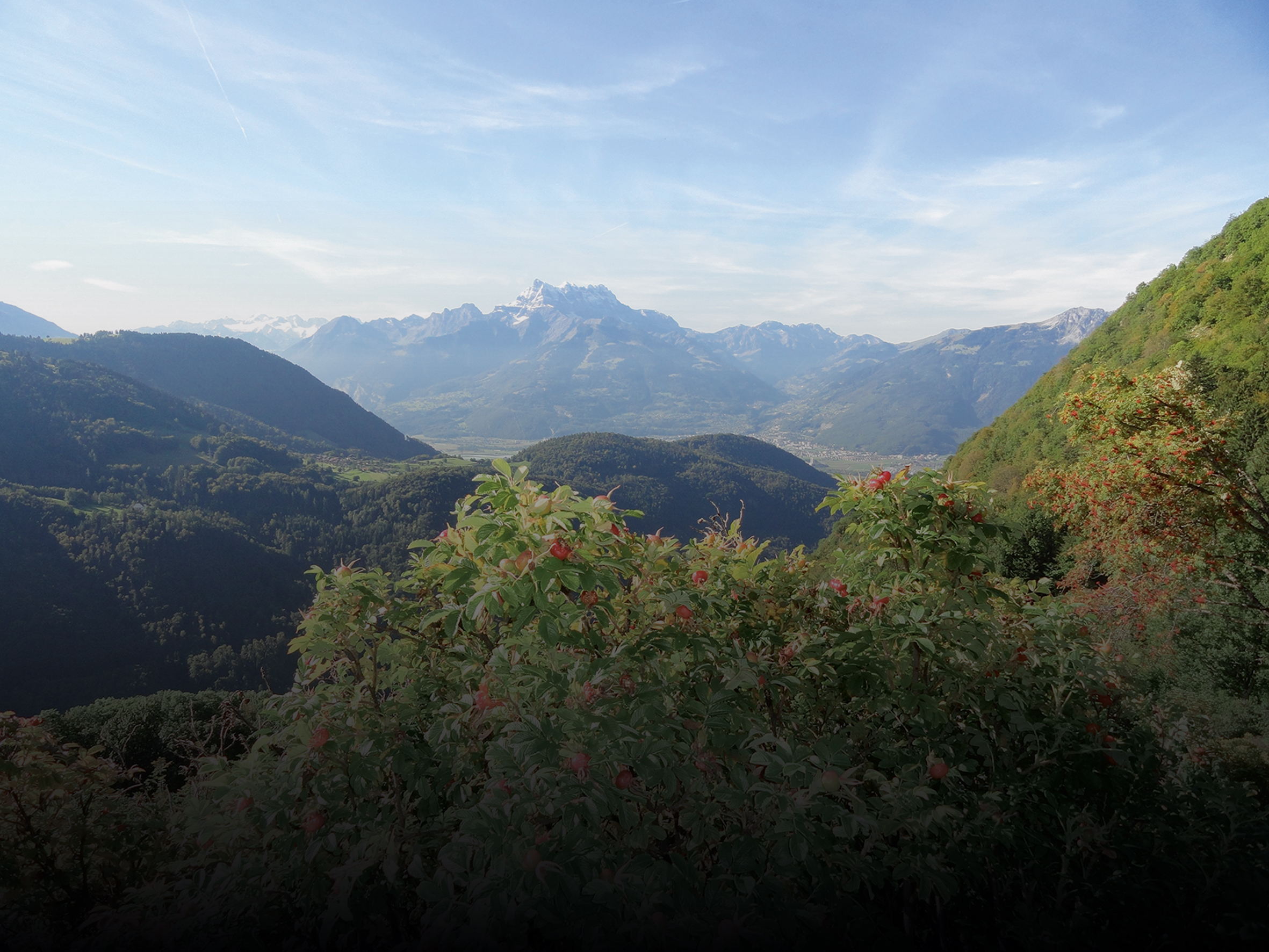 A spectacular view over the Valais Alps as seen from the Gentiana medicinal plant garden in Leysin.