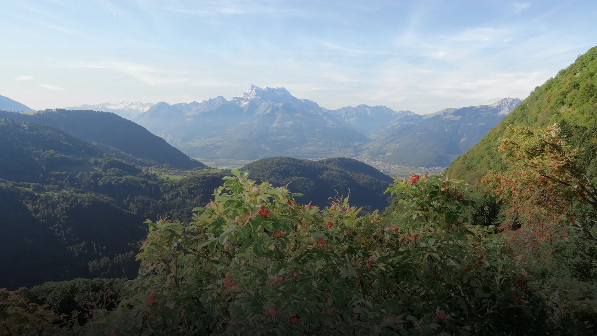A spectacular view over the Valais Alps as seen from the Gentiana medicinal plant garden in Leysin.