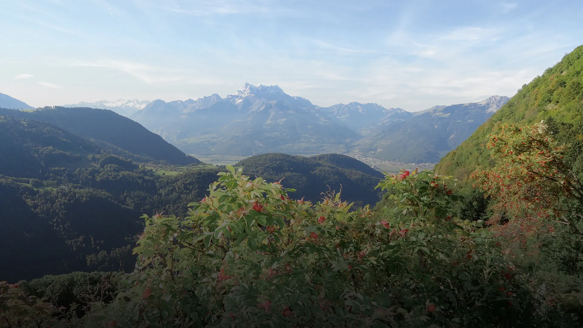 A spectacular view over the Valais Alps as seen from the Gentiana medicinal plant garden in Leysin.