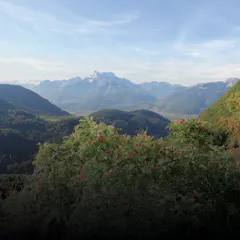 A spectacular view over the Valais Alps as seen from the Gentiana medicinal plant garden in Leysin.