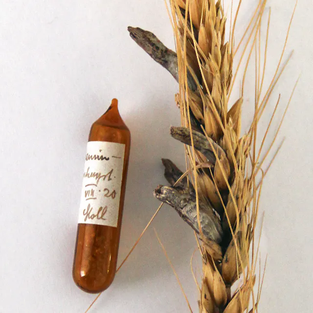 A preparation labelled by Arthur Stoll from the research group for natural substances with ergotamine tartrate (1920) plus the source substance, ergot, on grains of rye.