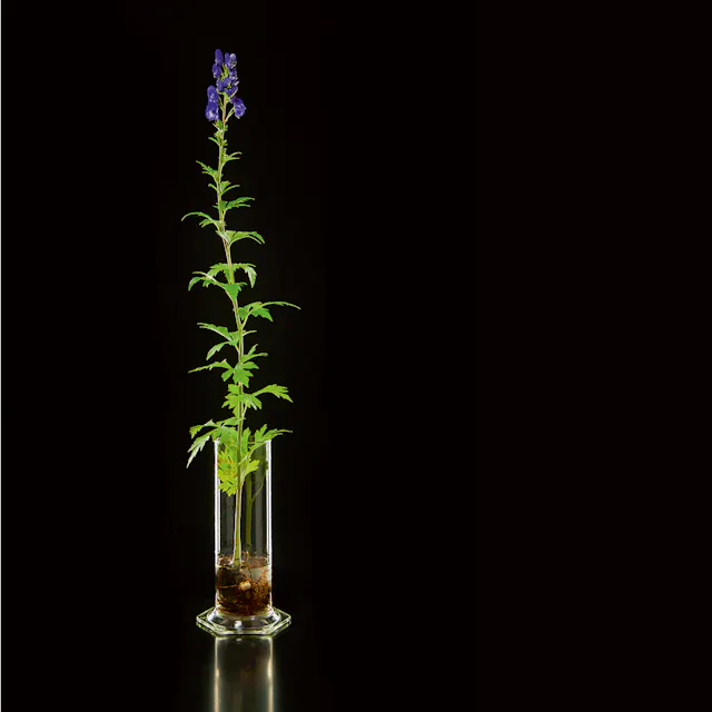 Chinese aconite (Aconitum carmichaelii).Despite its high level of toxicity, aconite  is still used as a medicinal plant in many cultures. In traditional Chinese and  Ayurvedic medicine it is used to treat osteoarthritis and to relieve pain.